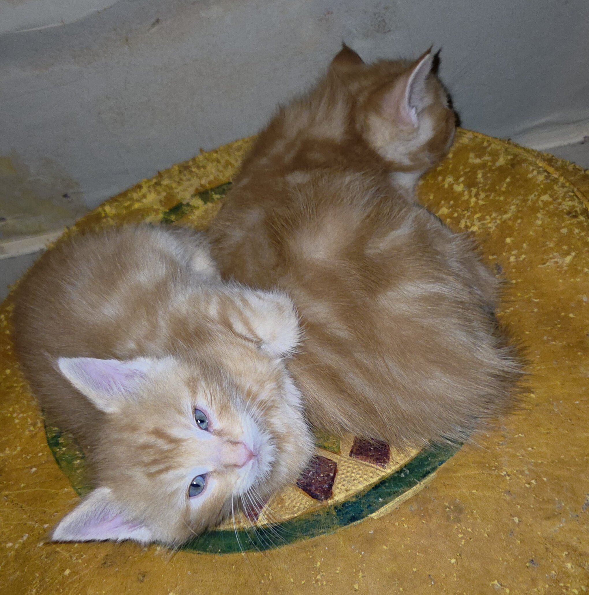 MAINE COON mix kittens image 4