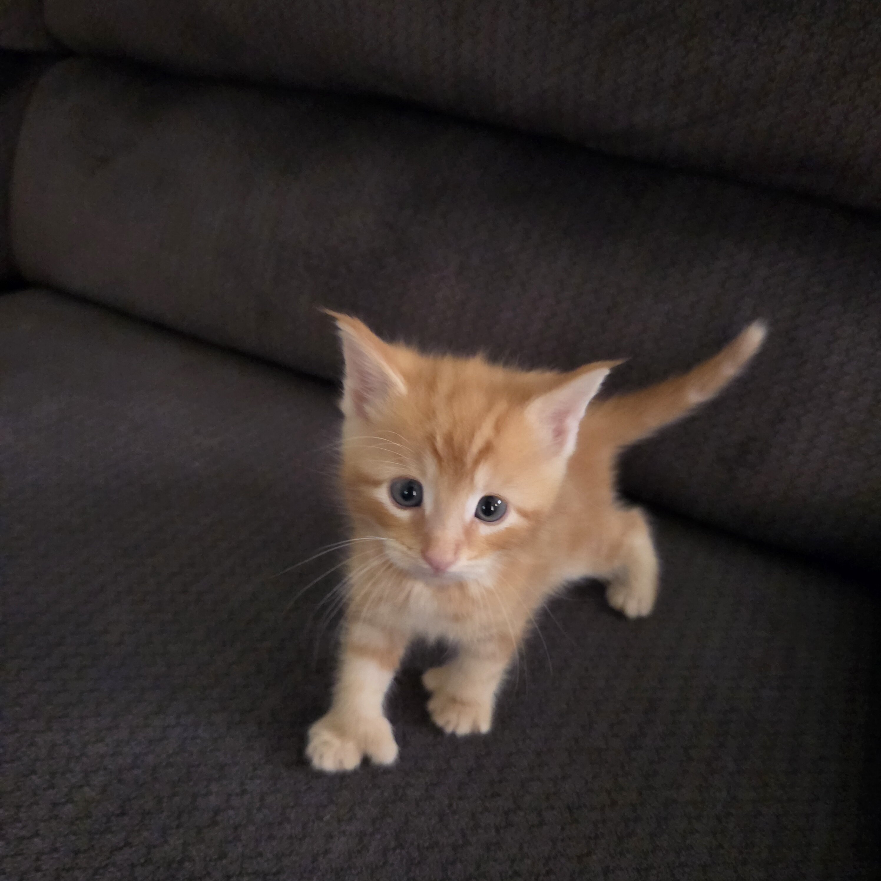 MAINE COON mix kittens image 2
