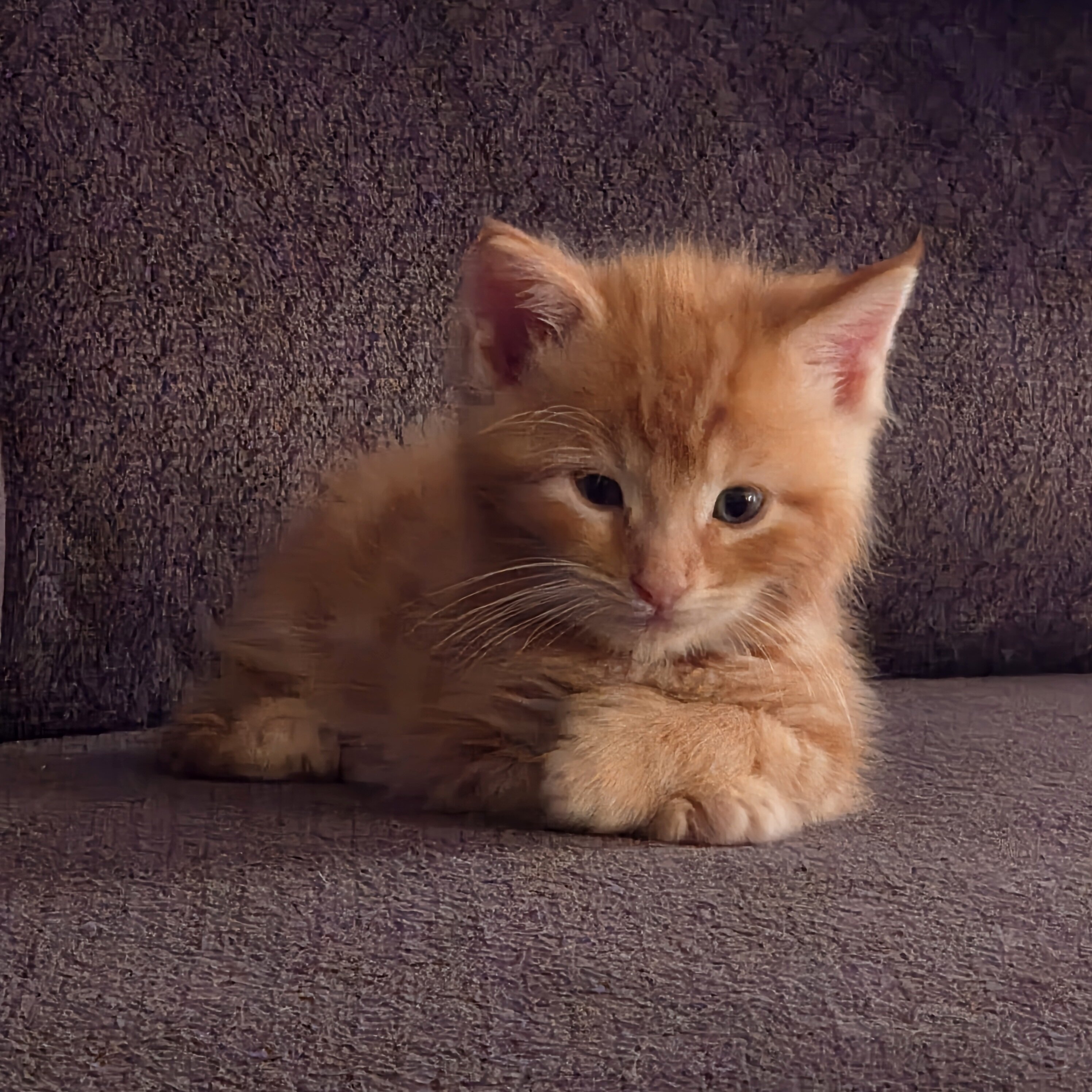 MAINE COON mix kittens image 3