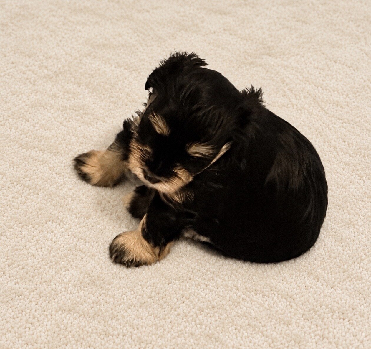 AKC Miniature Schnauzer image 3