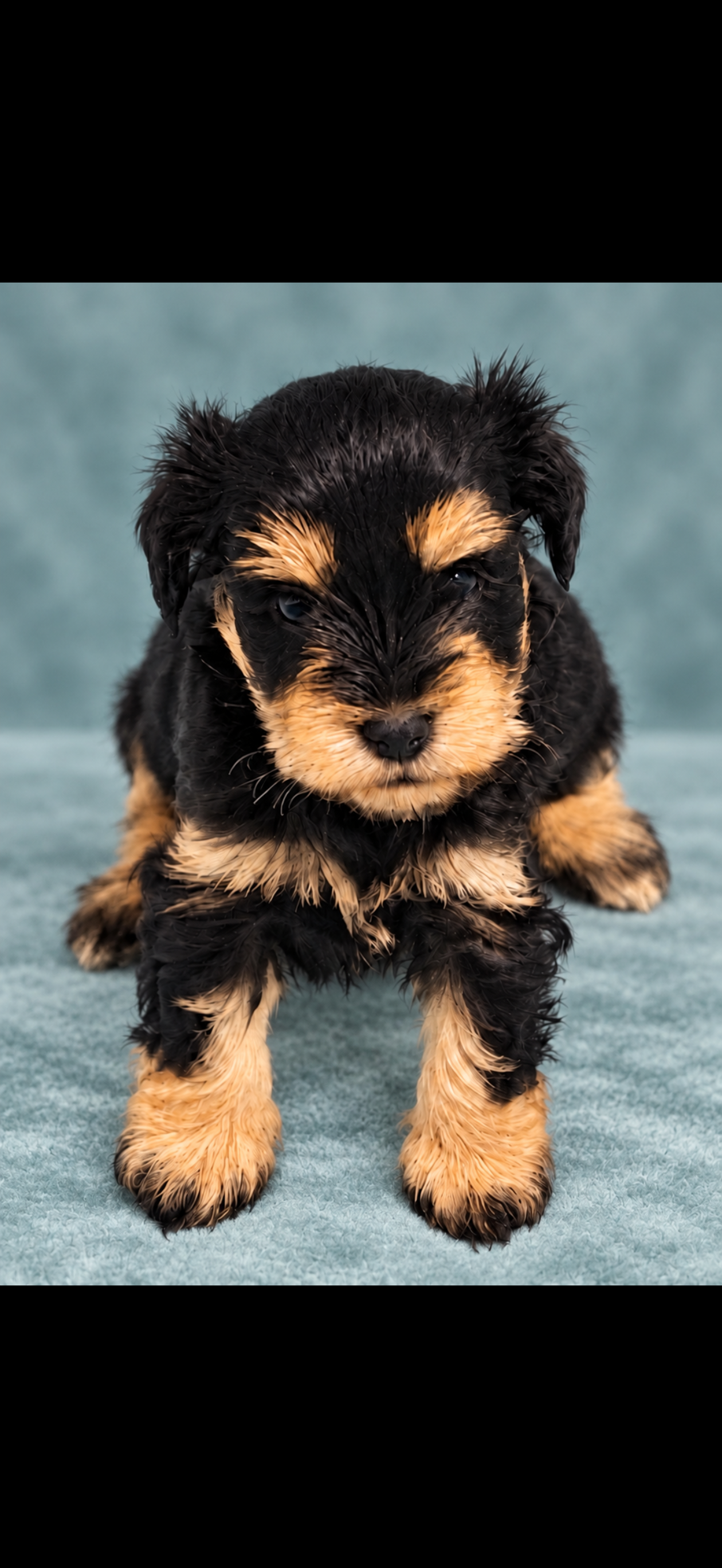 AKC Miniature Schnauzer image 2