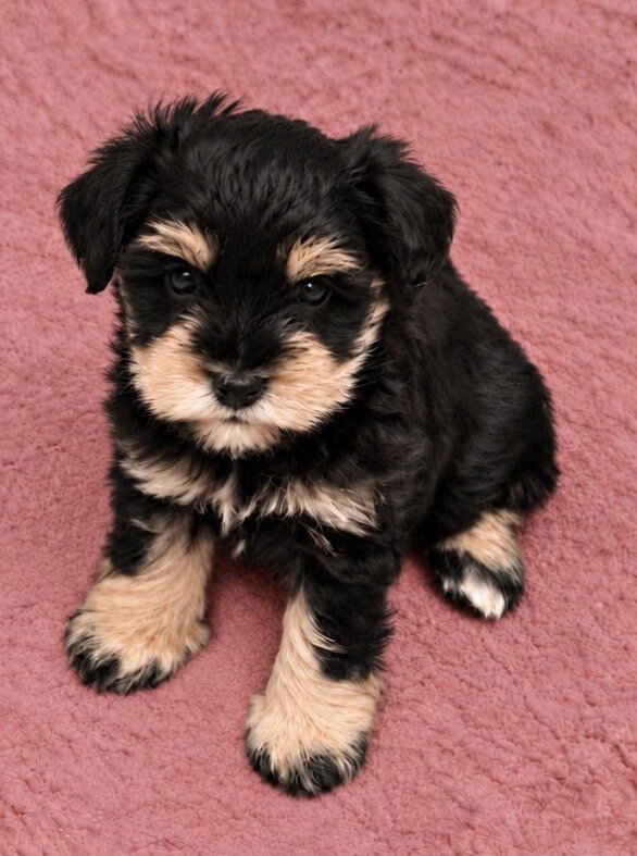 AKC Miniature Schnauzer image 1