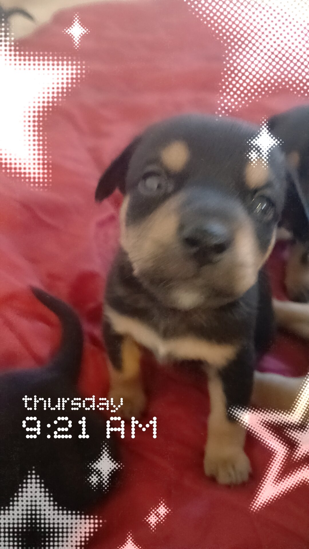 Mini German rotties image 1