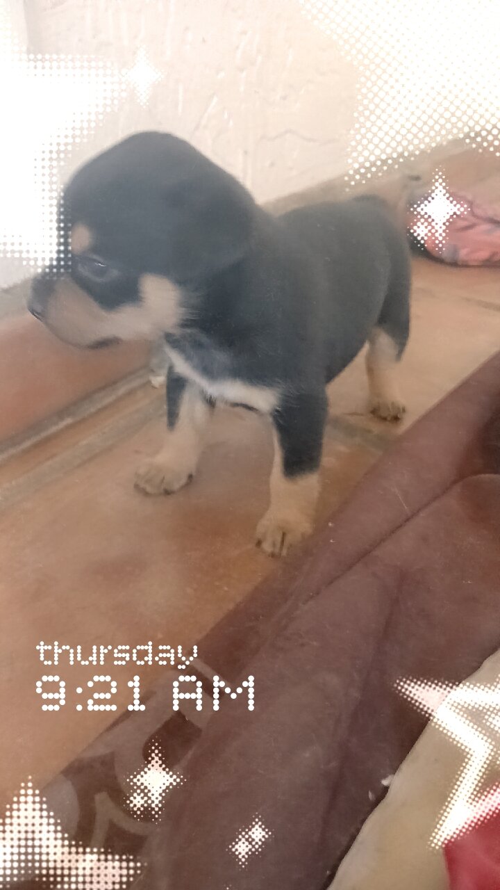 Mini German rotties image 3