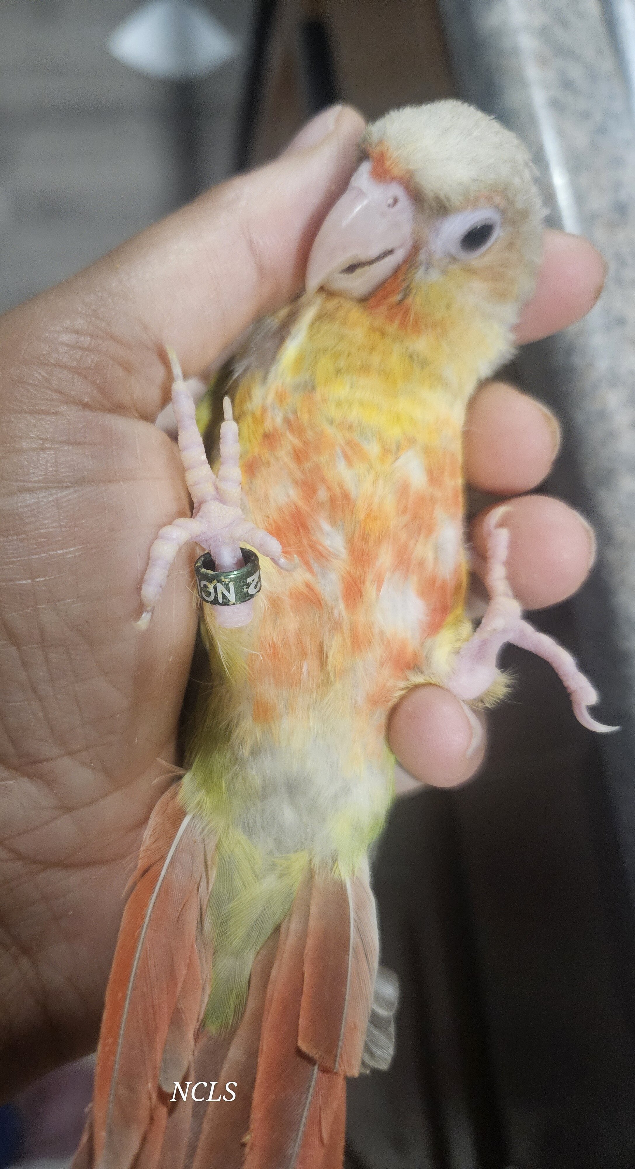 Green Cheeked Conure image 1