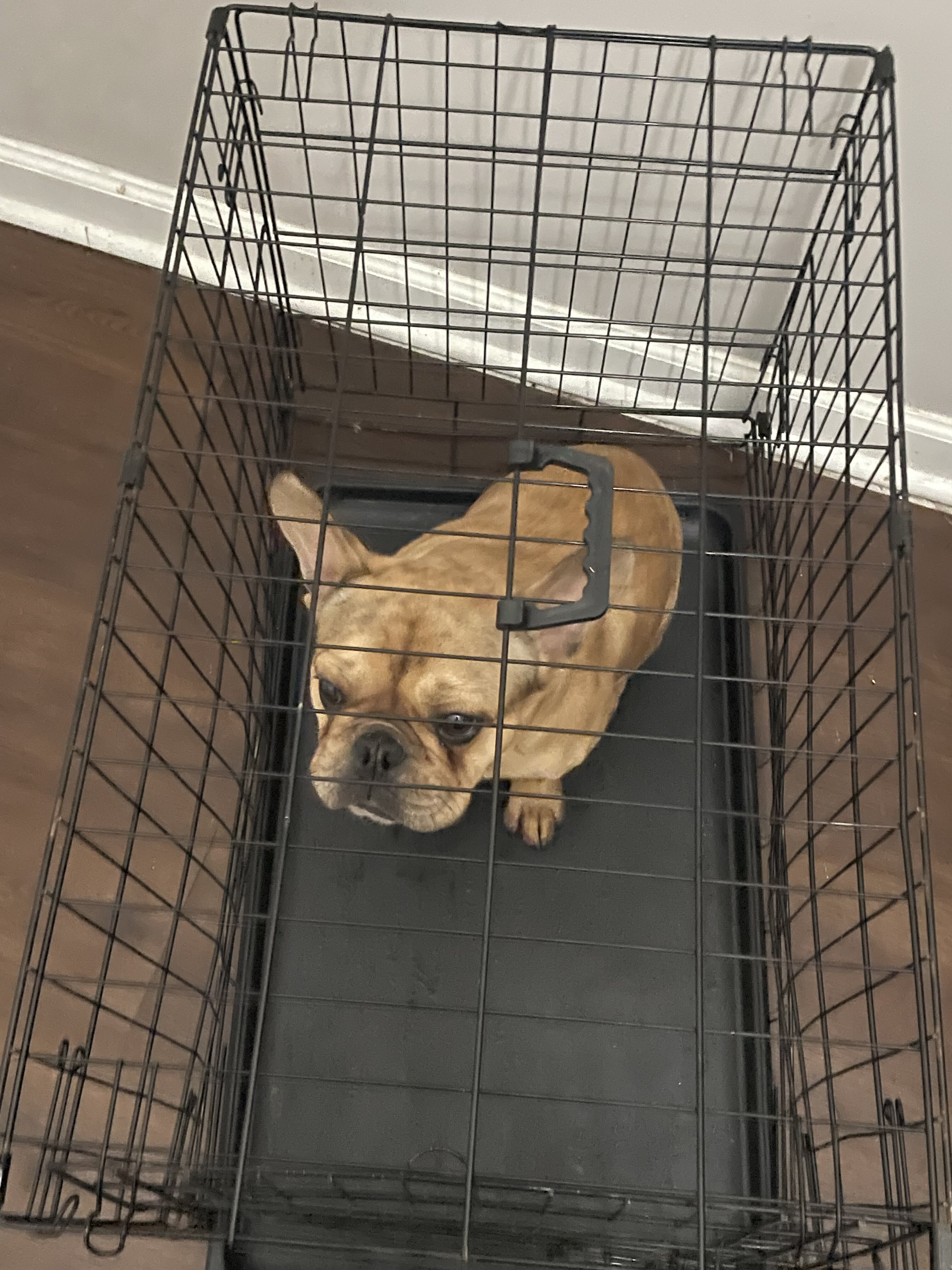 French bull dog image 2