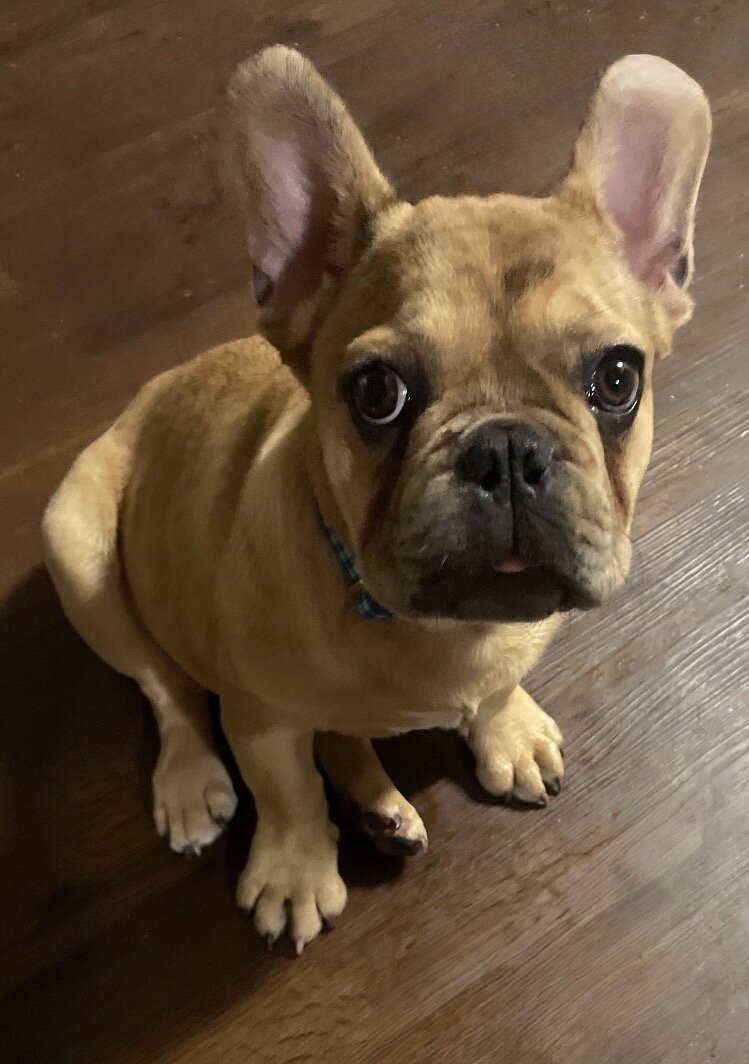 French bull dog image 1