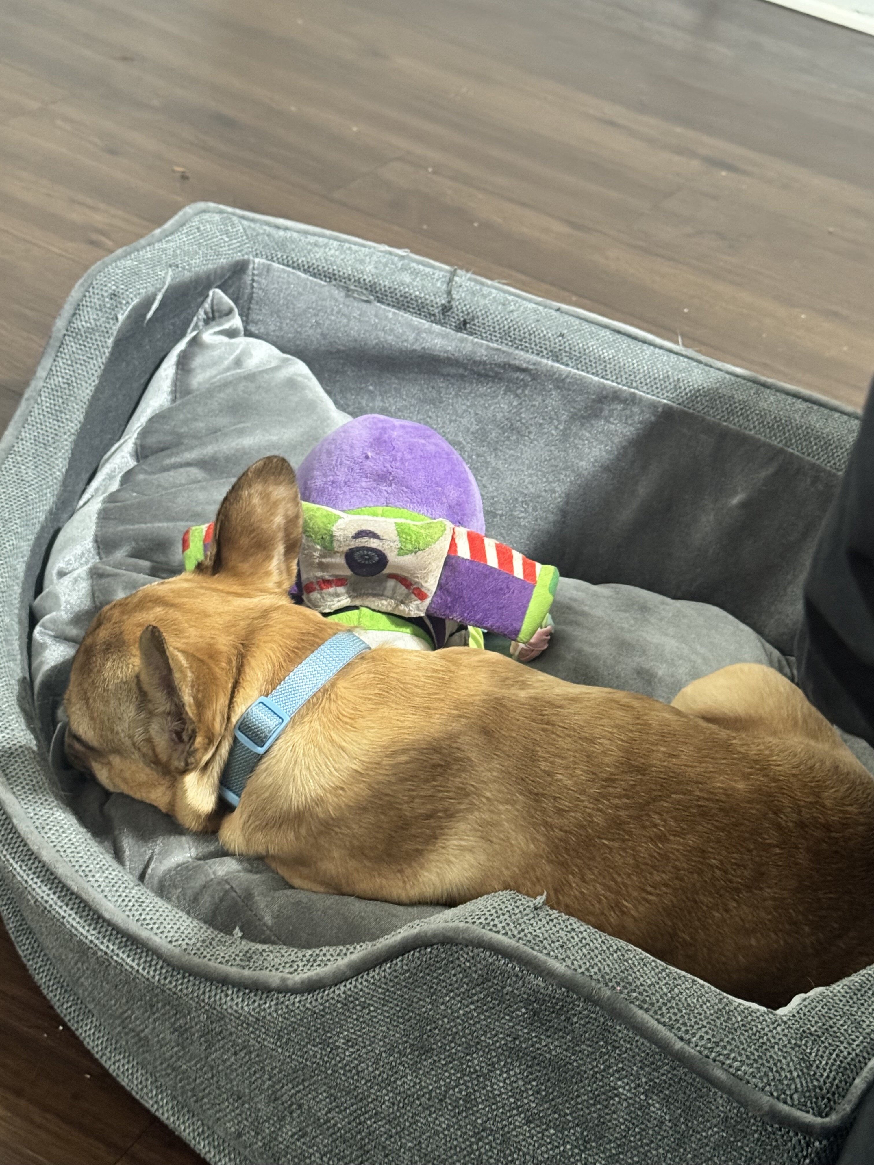 French bull dog image 4