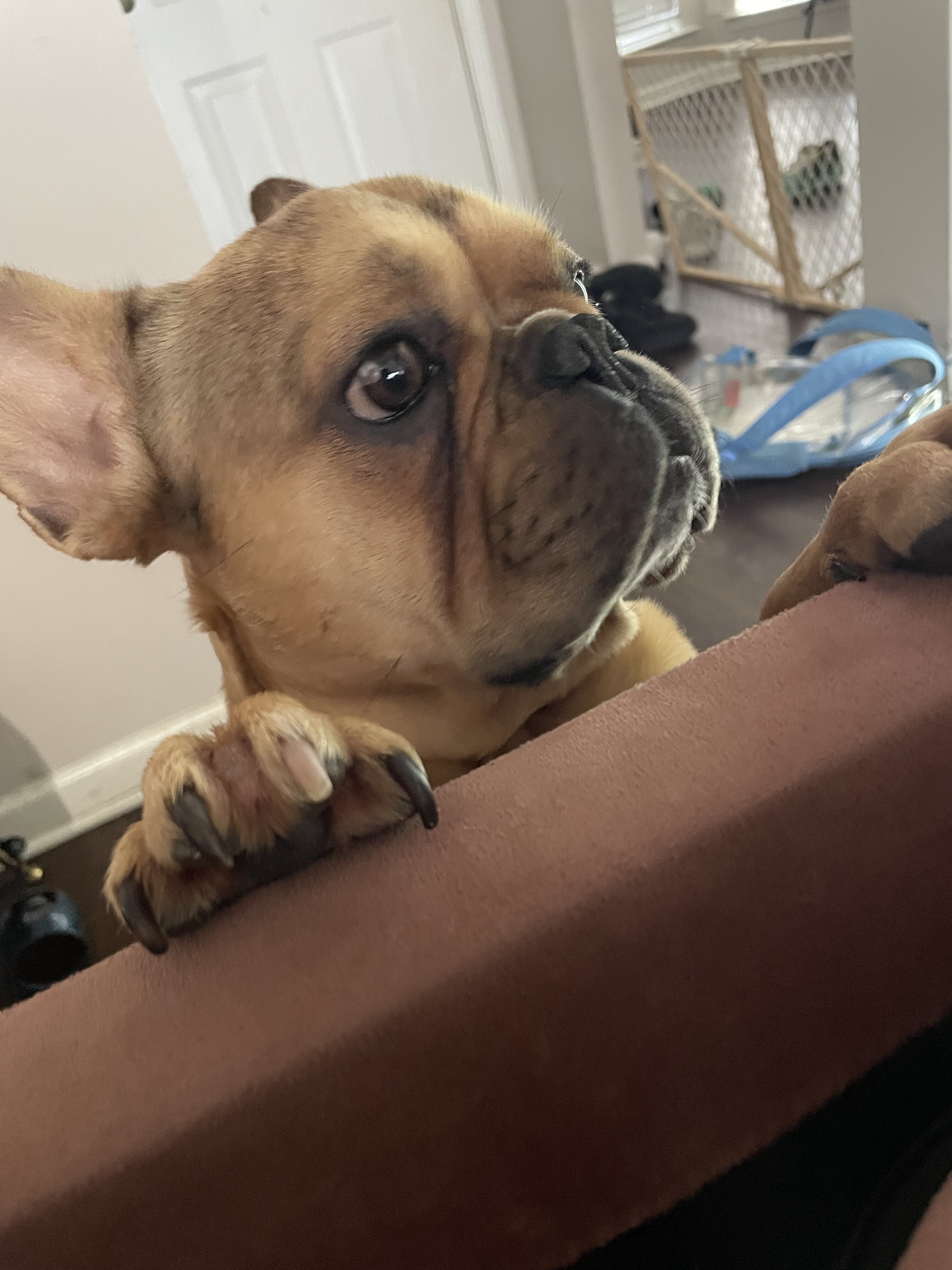 French bull dog image 3