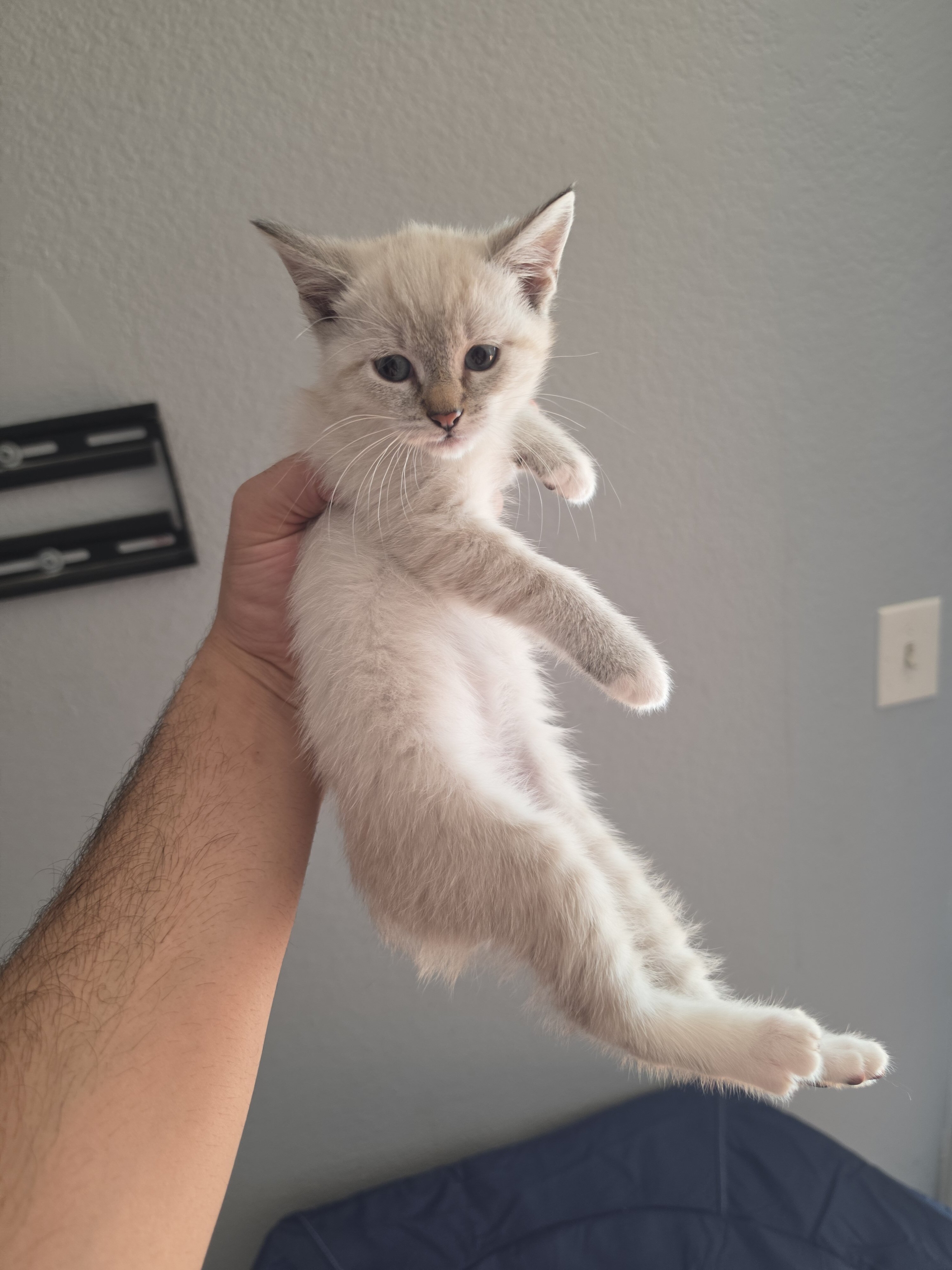 Bobtail kittens females image 2