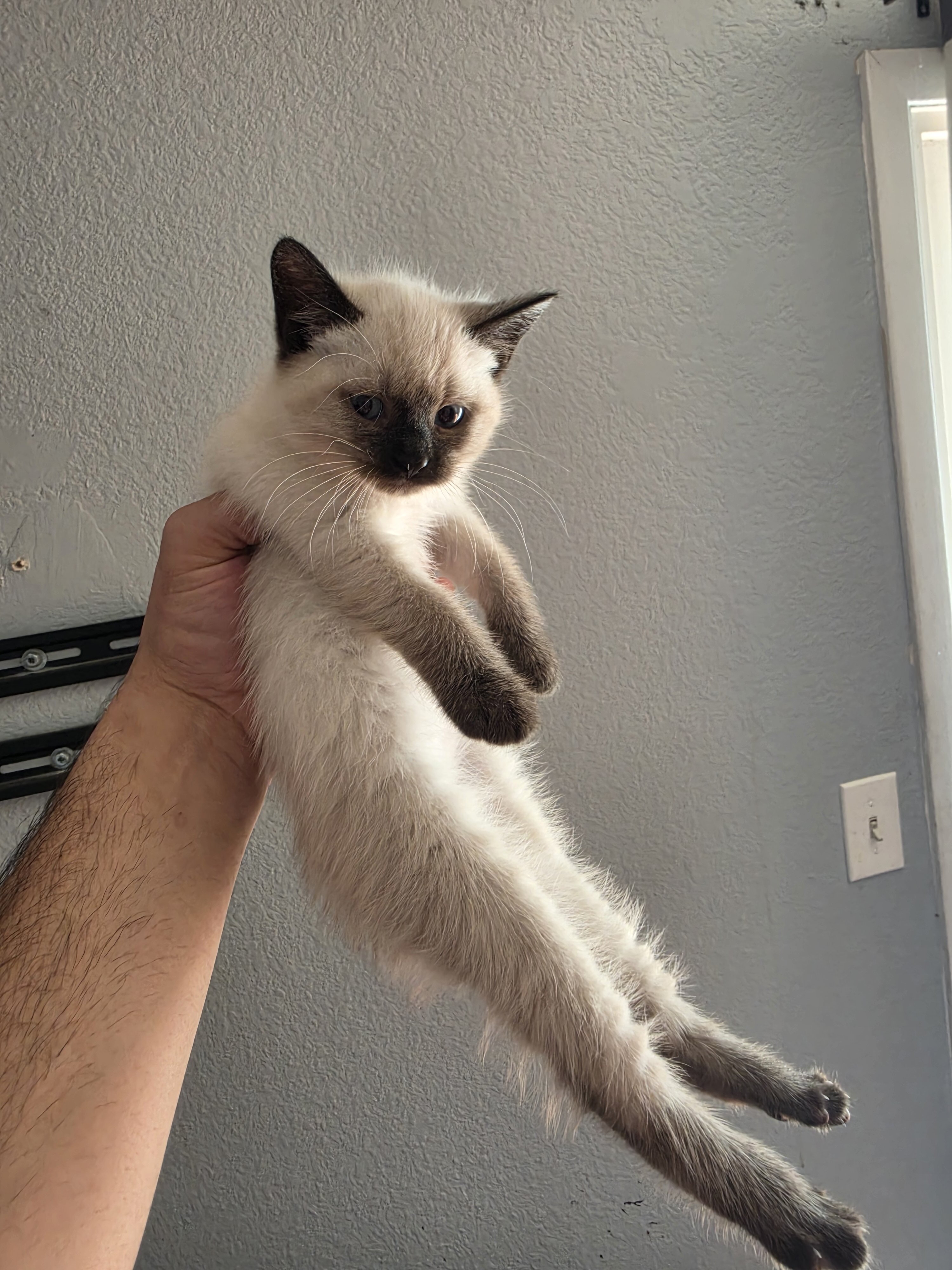 Bobtail kittens females image 1