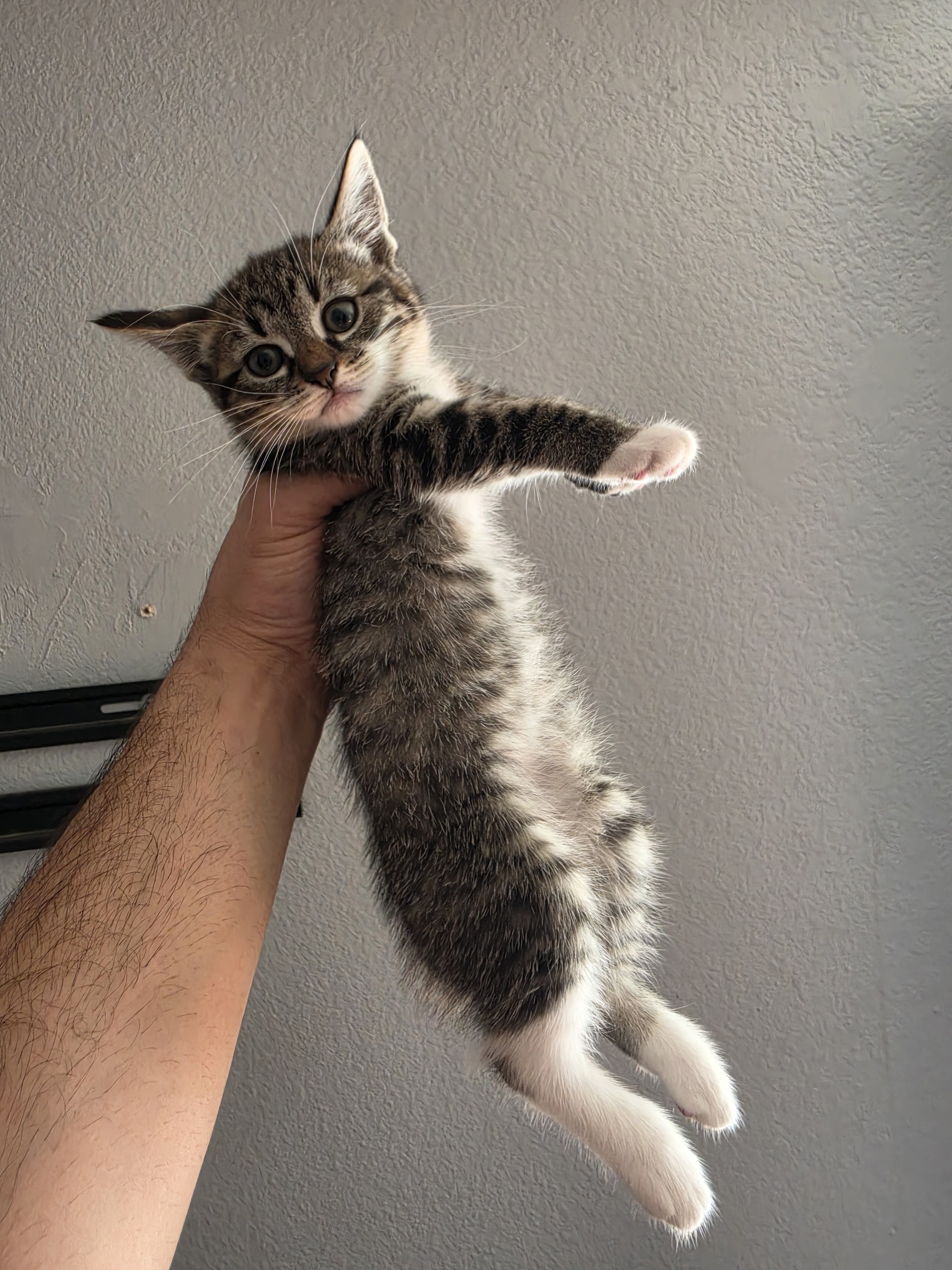 Bobtail kittens females image 3