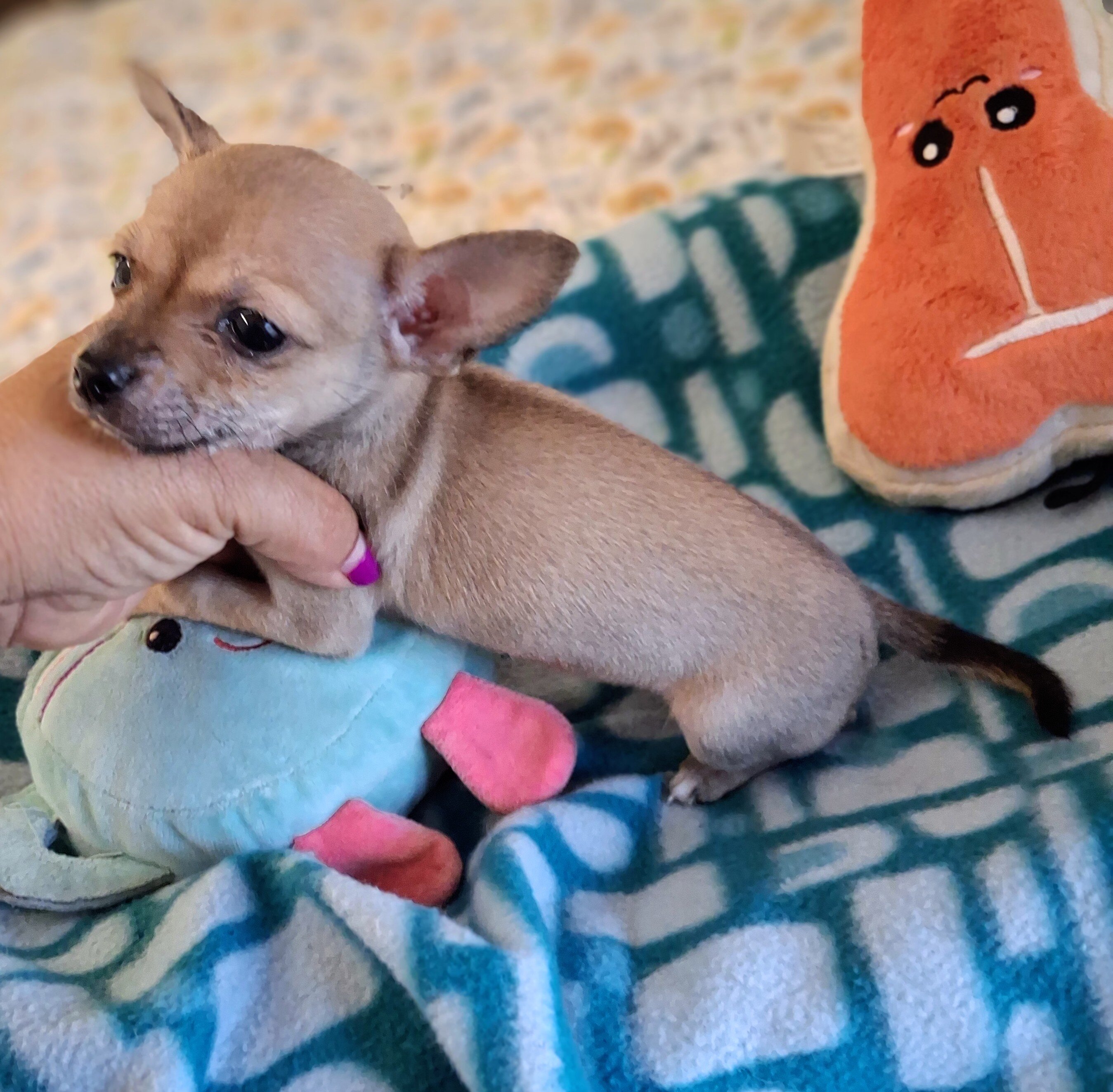 Pepito image 3
