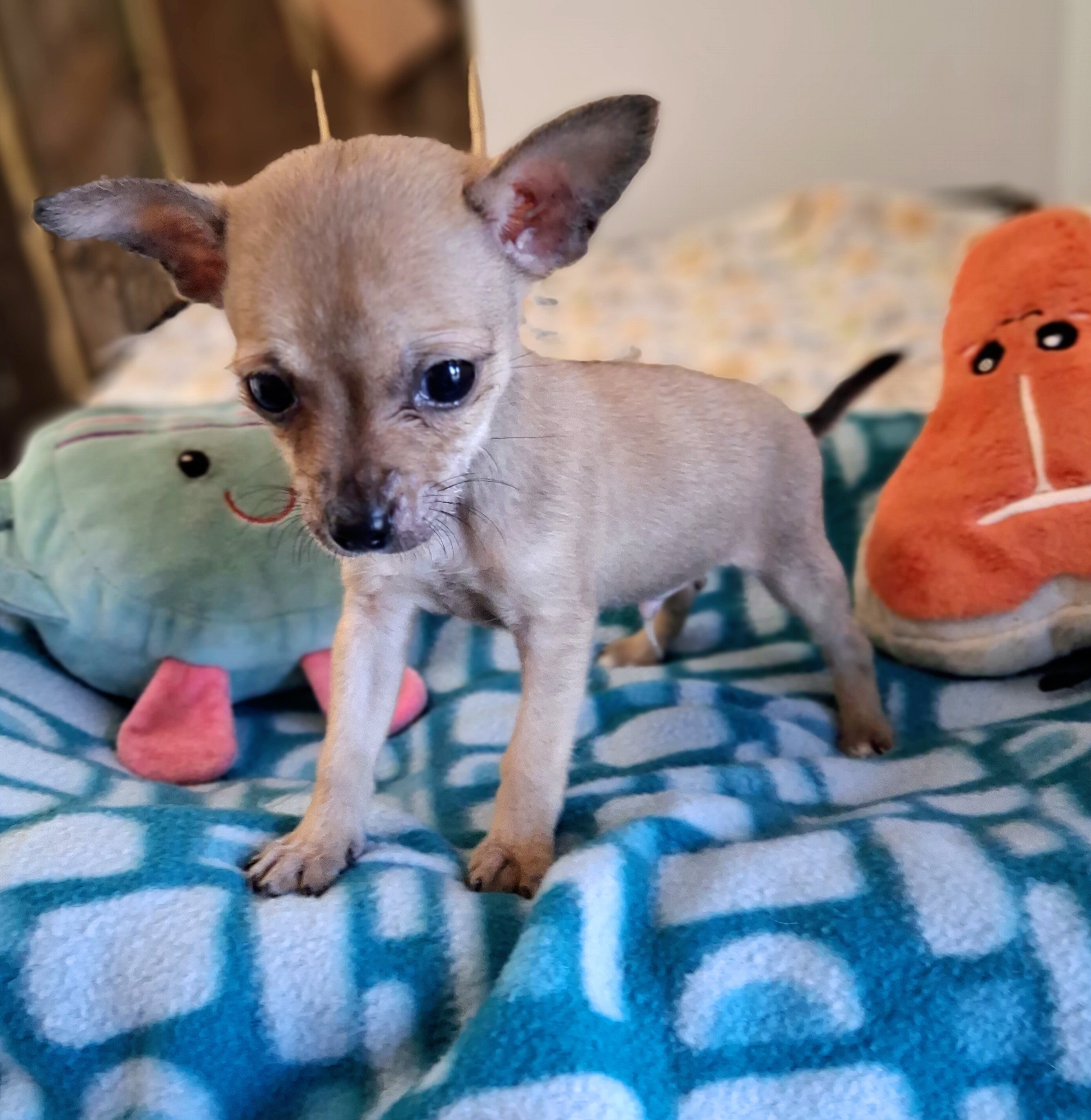 Pepito image 2