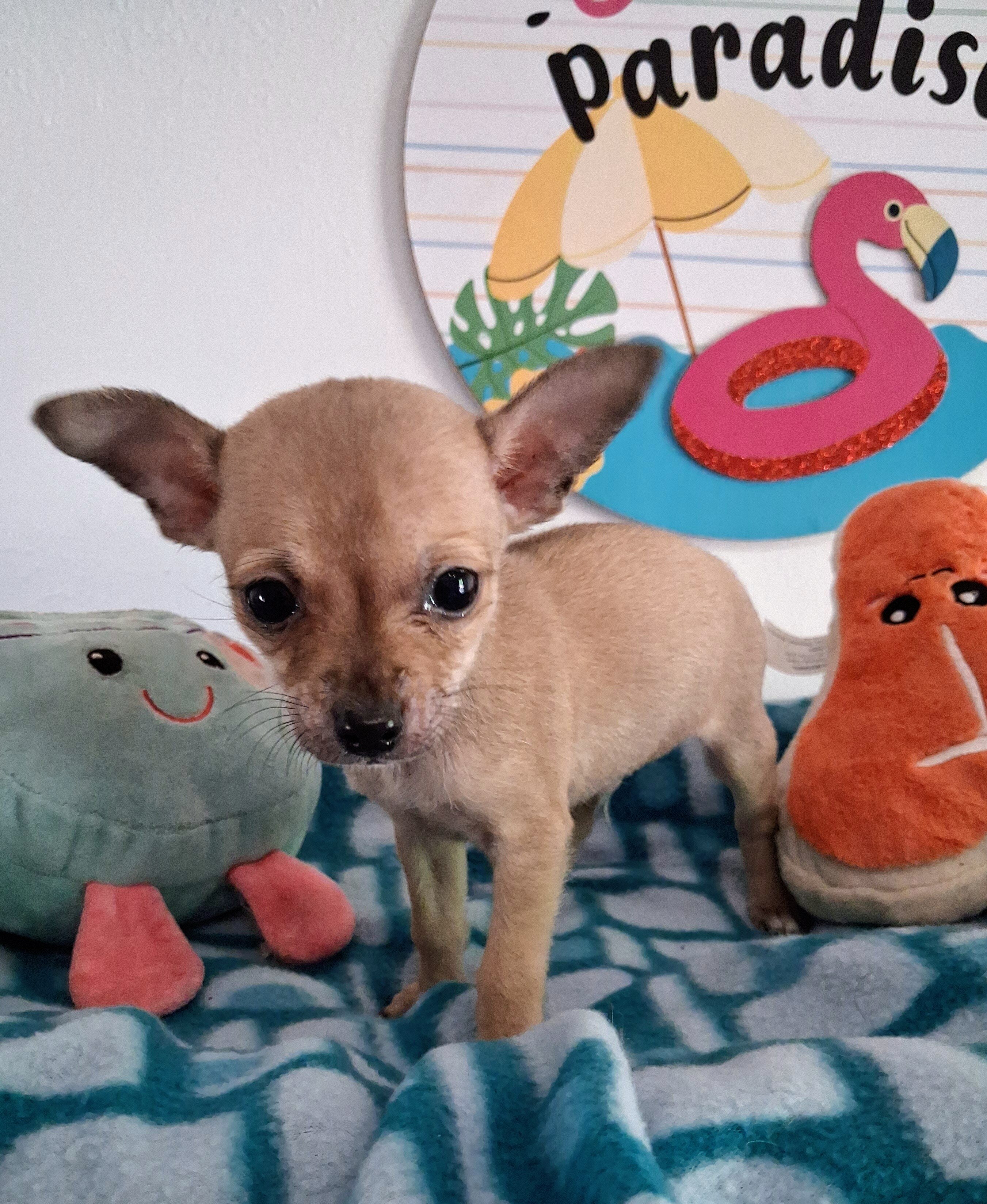 Pepito image 1
