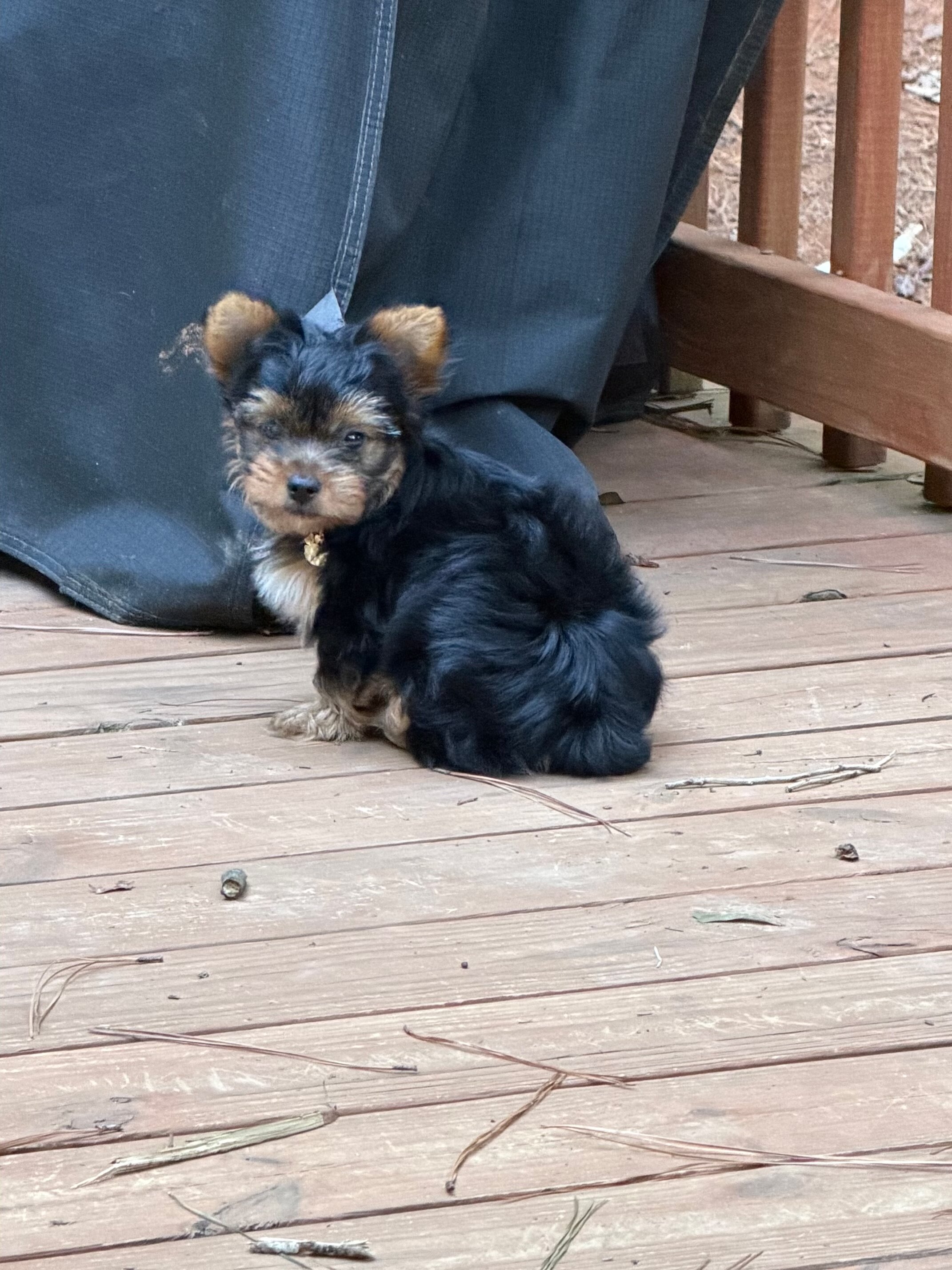 Yorkshire Terrier image 1