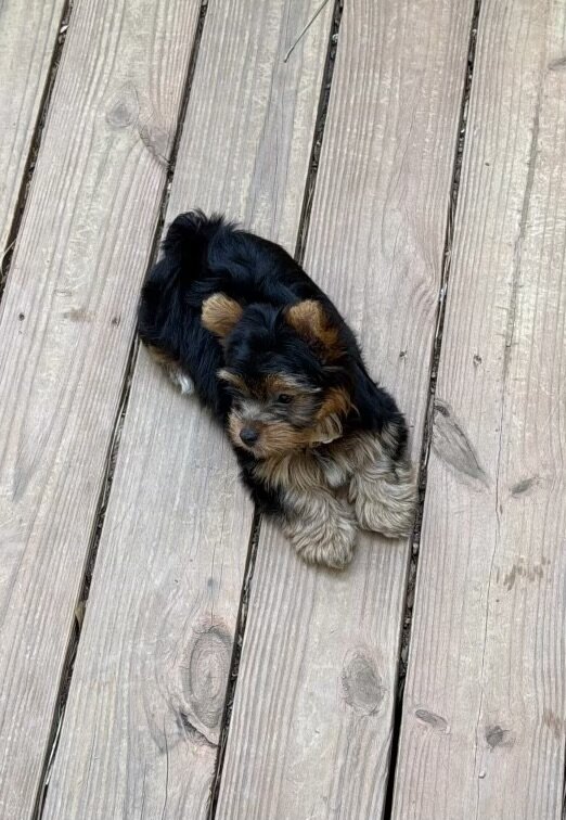 Yorkshire Terrier image 2