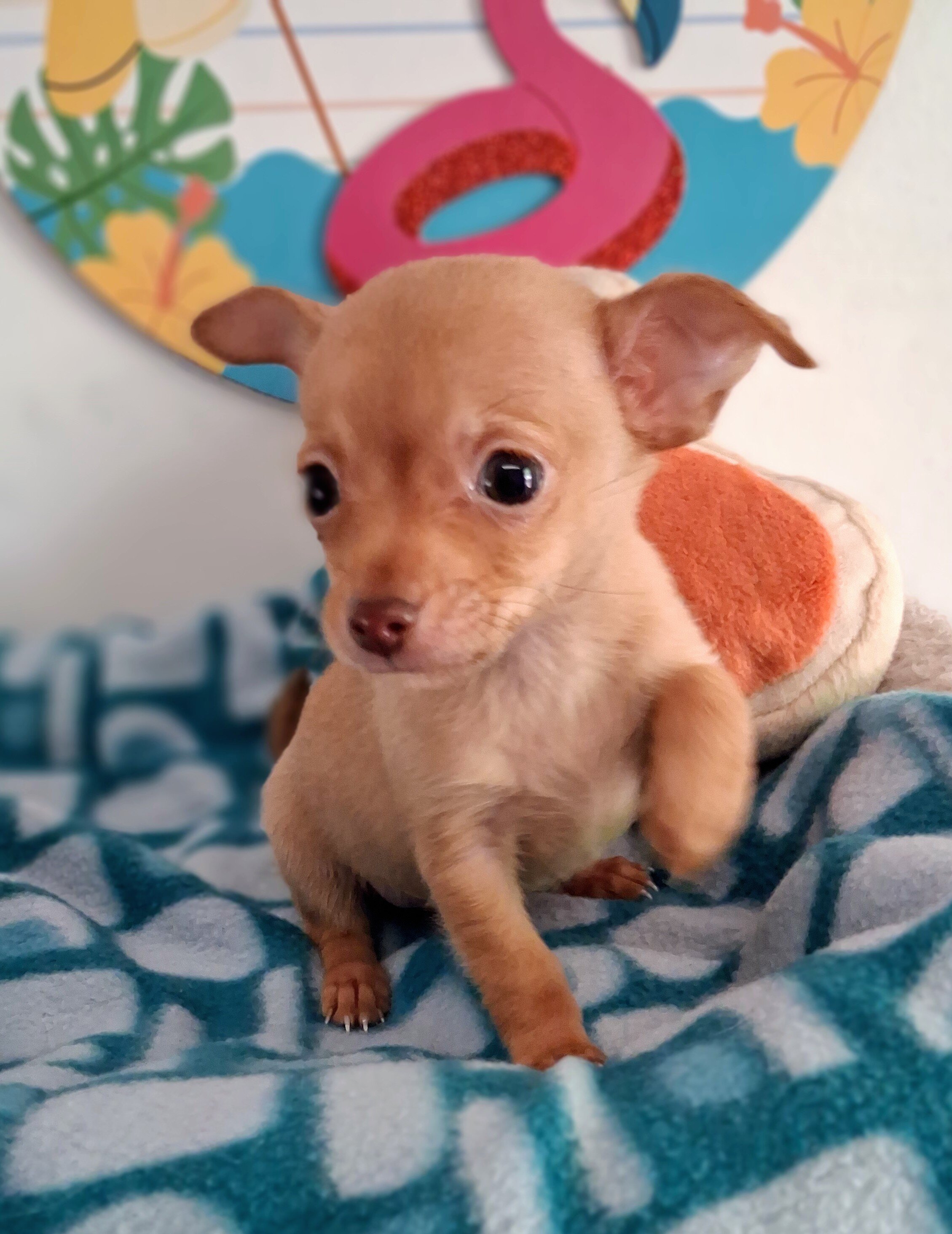 Paquito image 1