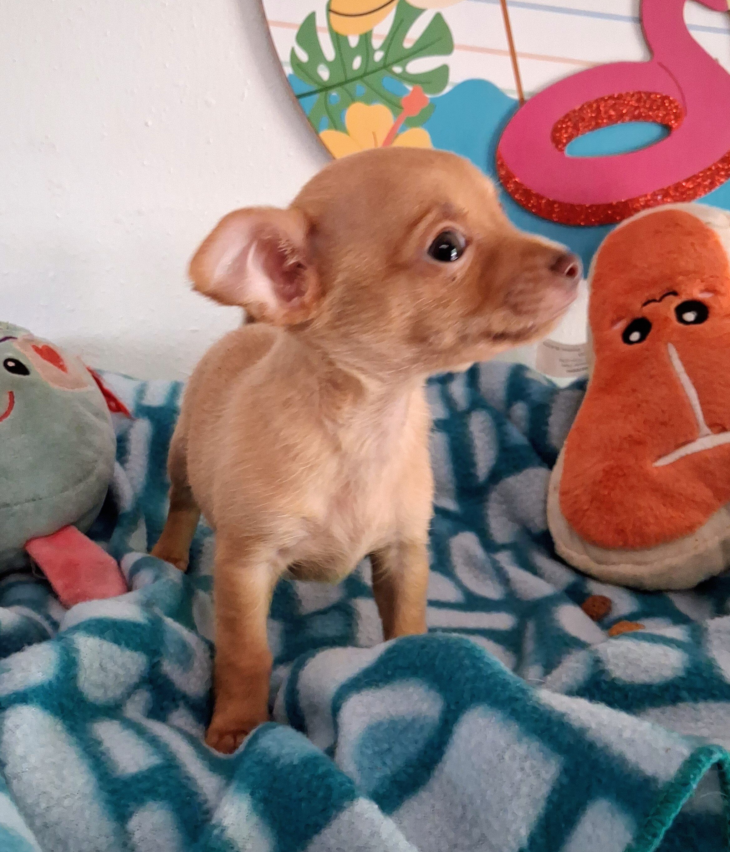 Paquito image 2