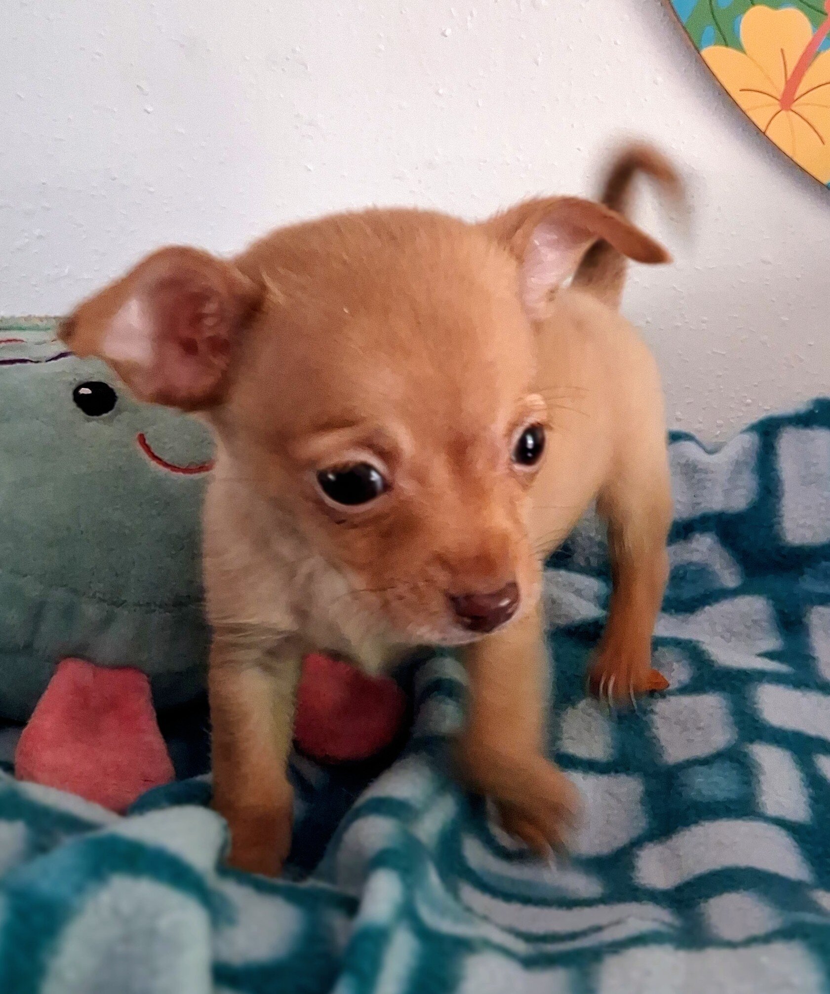 Paquito image 3