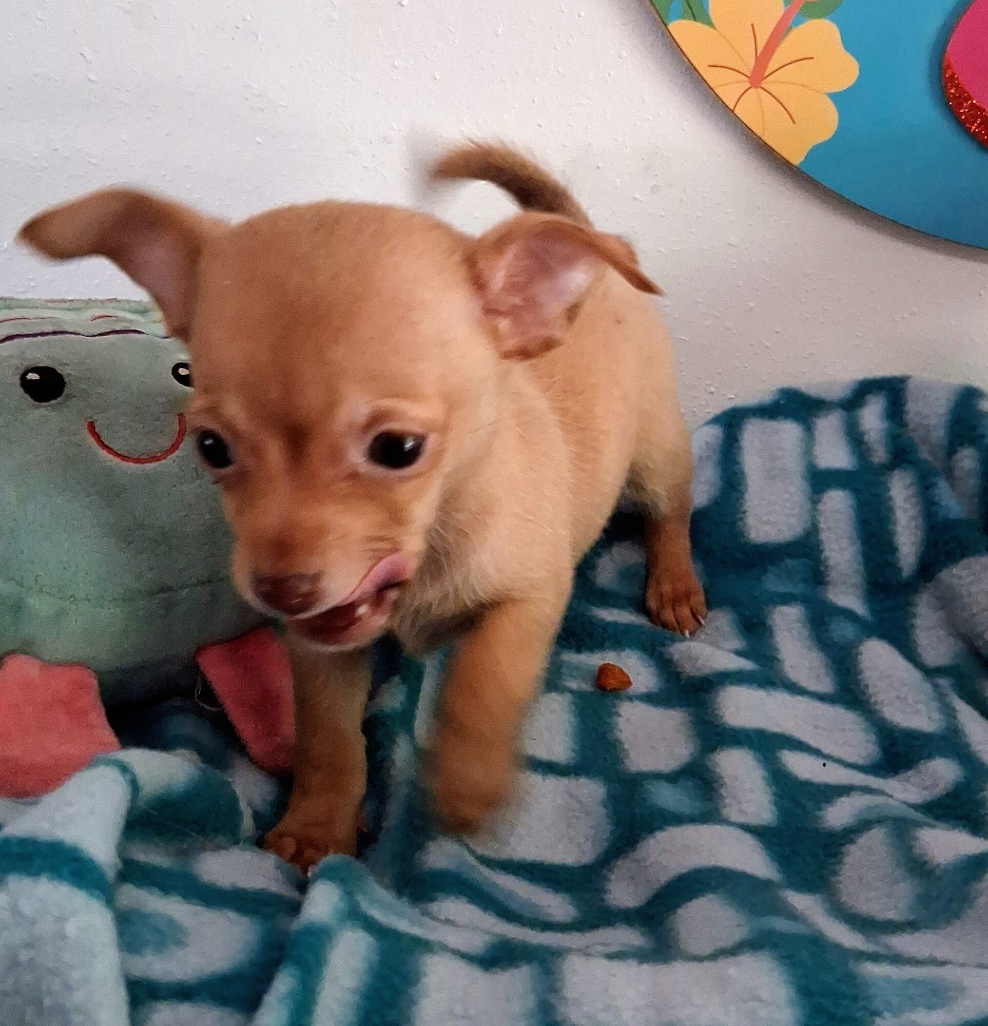 Paquito image 5