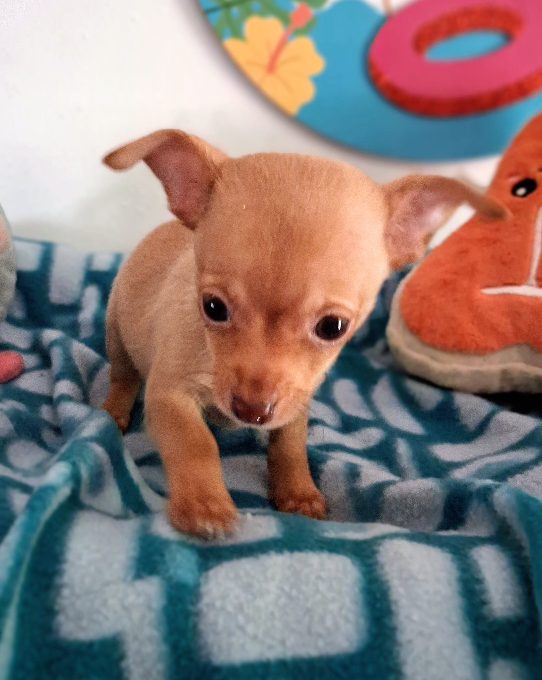 Paquito image 4