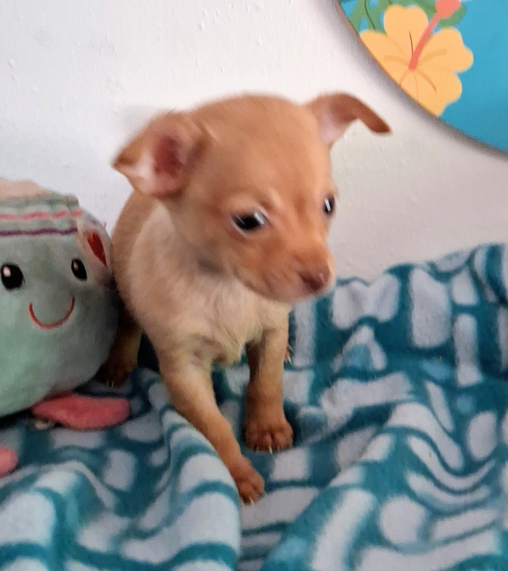 Paquito image 6