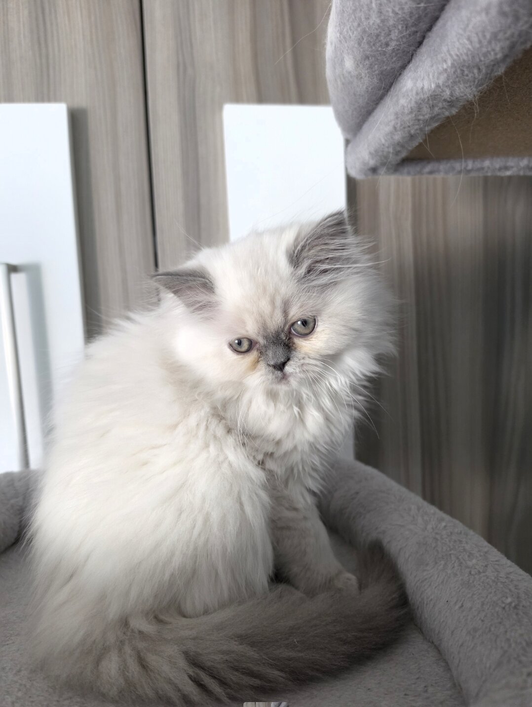 CFA Himalayan Female Kitten image 1