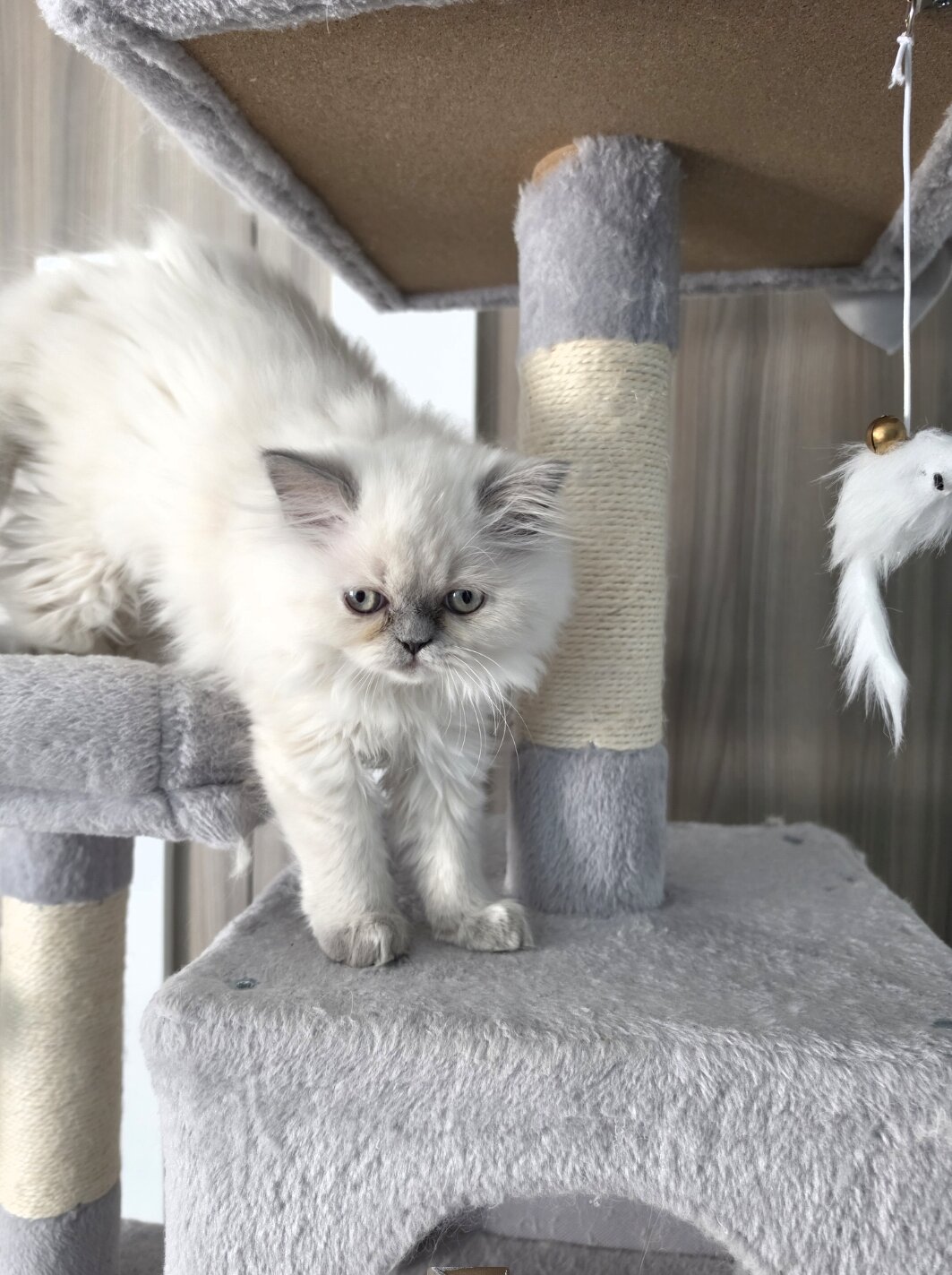 CFA Himalayan Female Kitten image 2