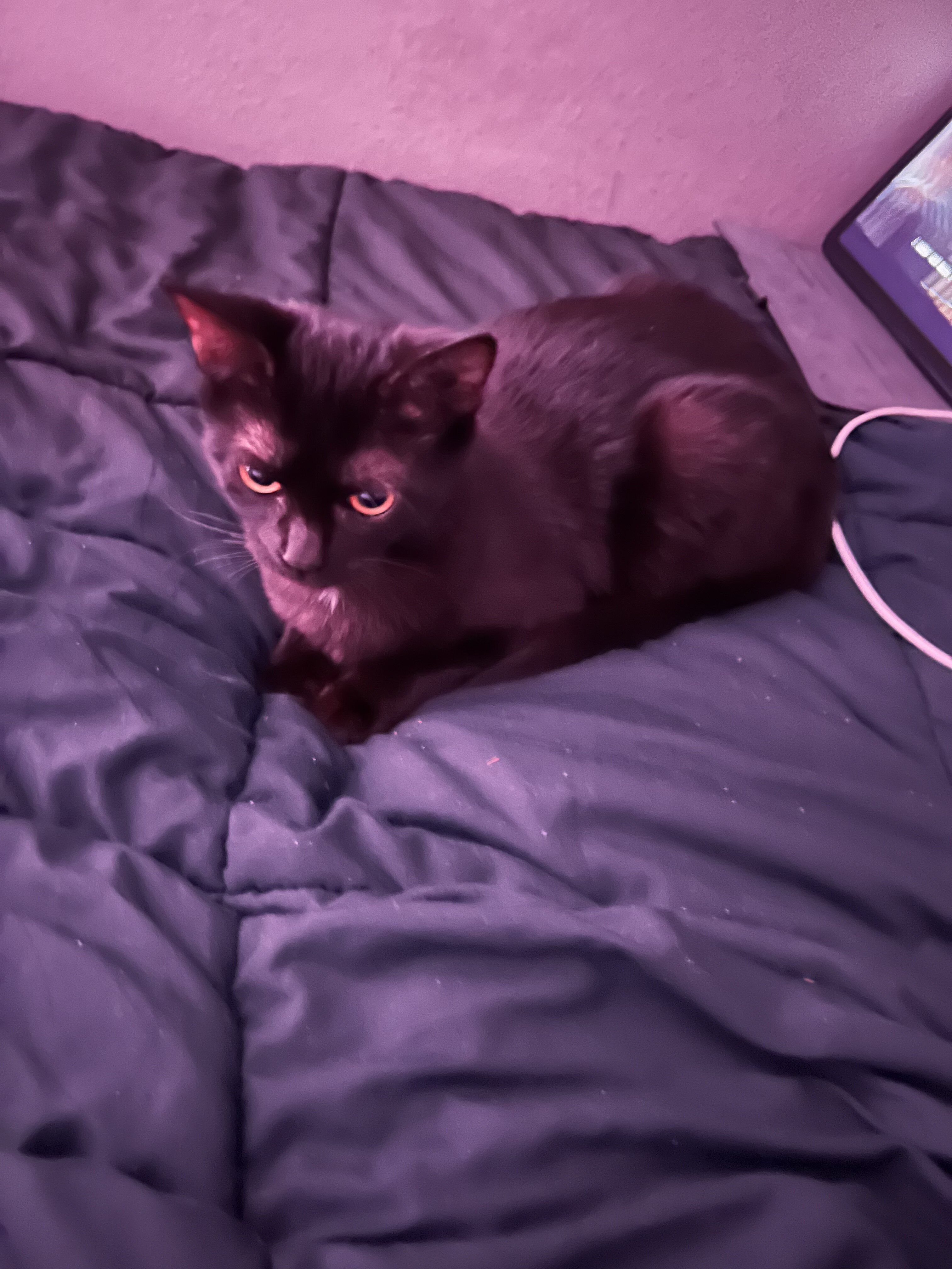 Black kitty image 4
