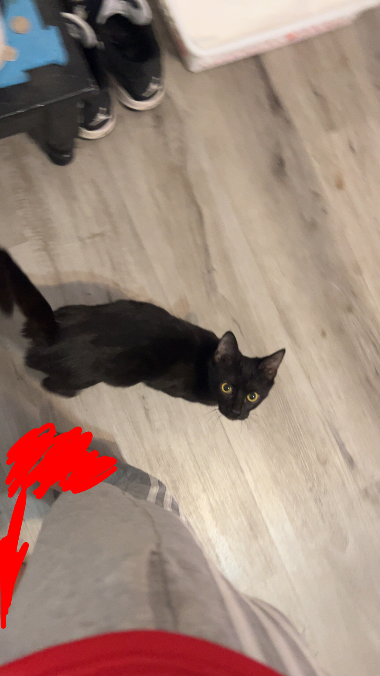 Black kitty image 3
