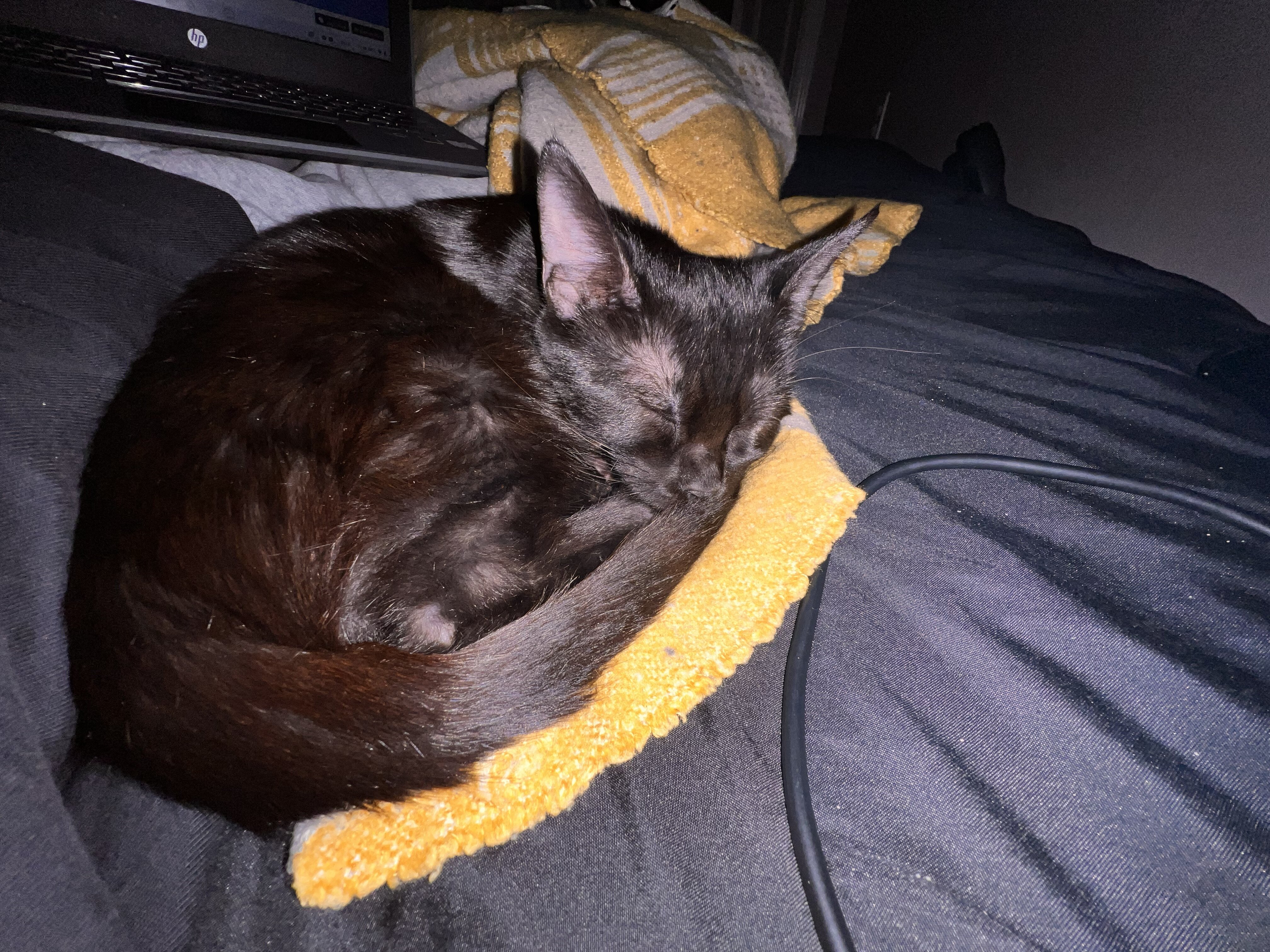 Black kitty image 2