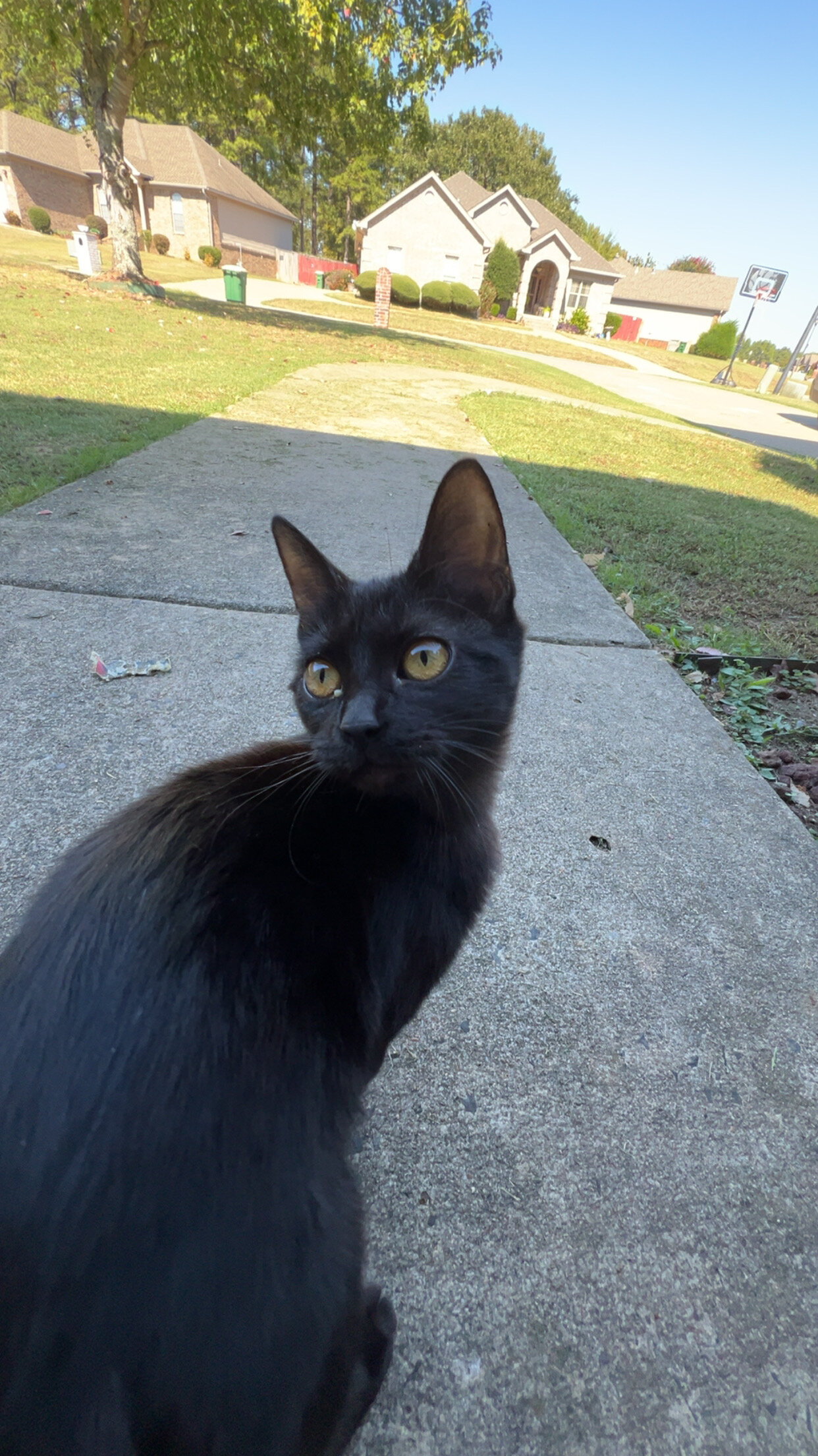 Black kitty image 1