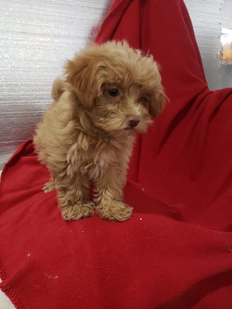 Maltipoo puppies image 4