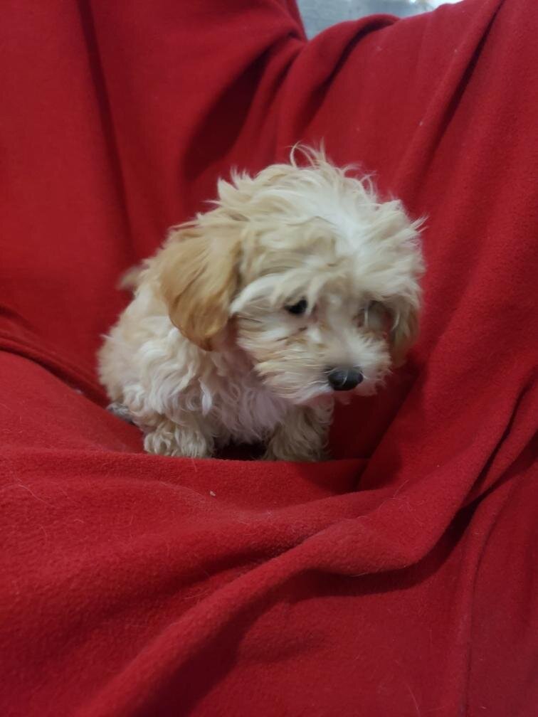 Maltipoo puppies image 3
