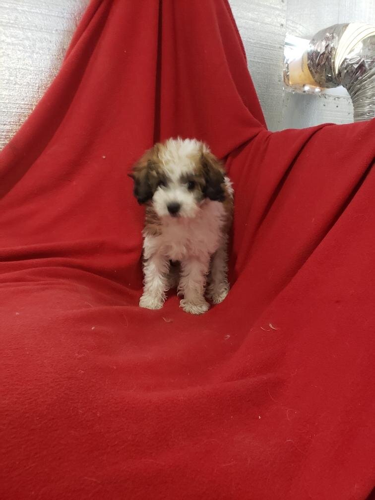 Maltipoo puppies image 2