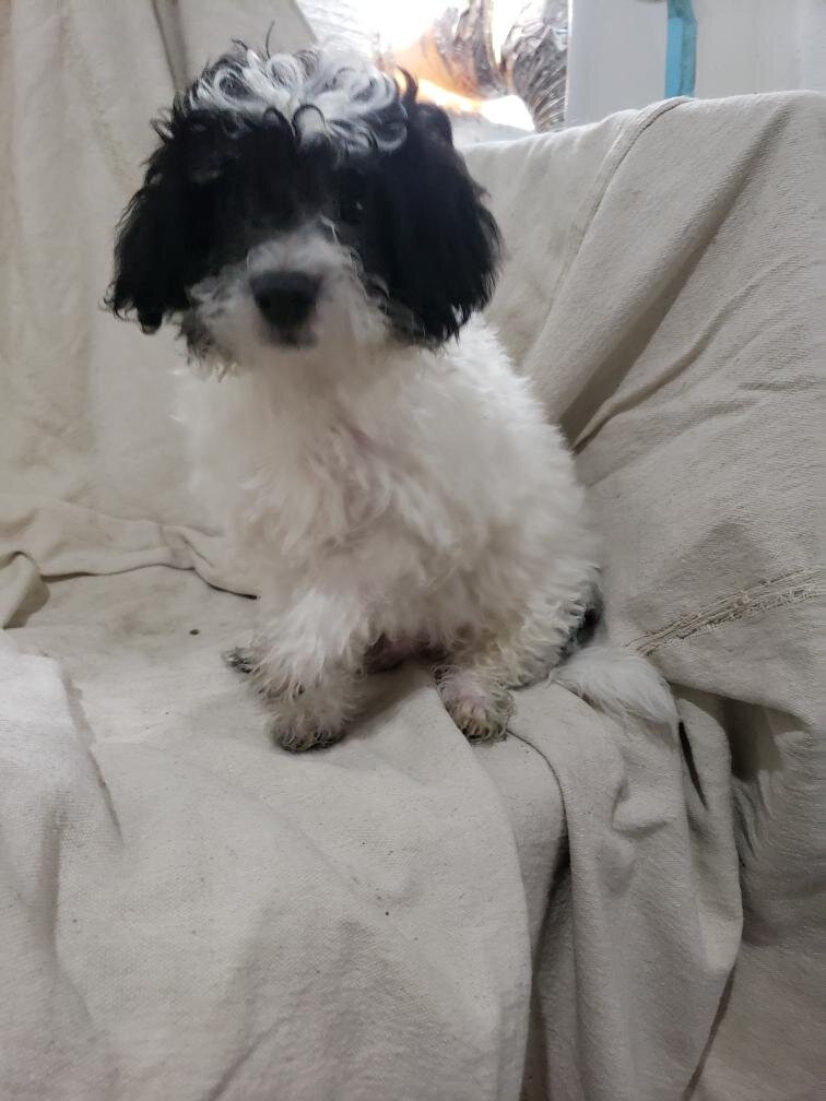 Maltipoo puppies image 1