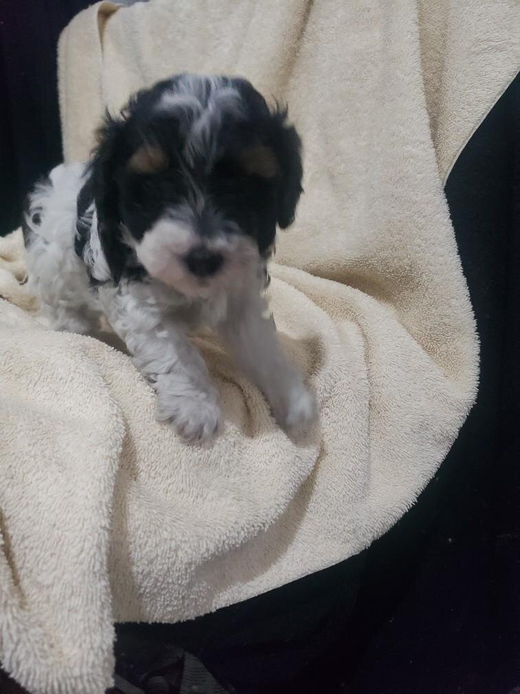 Maltipoo puppies image 5