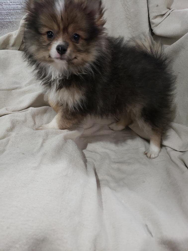Pomeranian puppy image 1