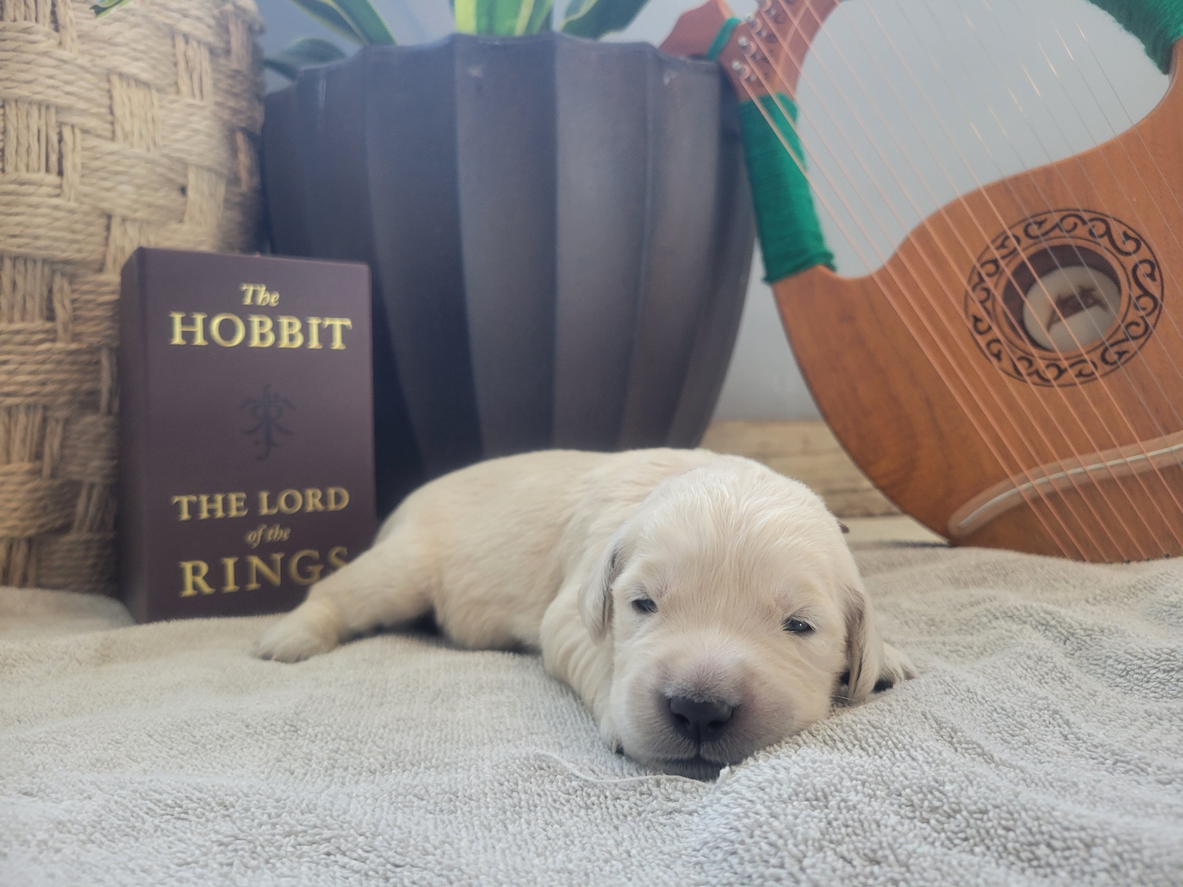 European Golden Retrievers image 2