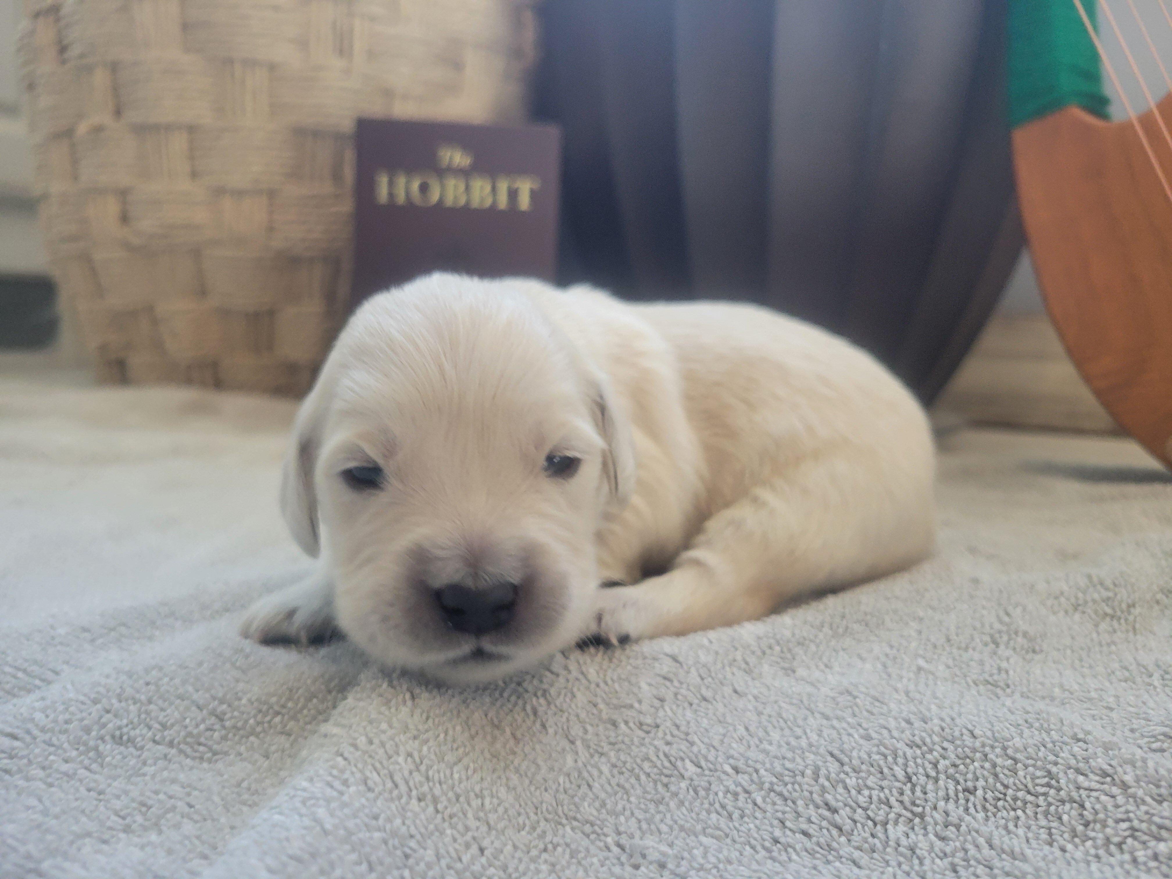 European Golden Retrievers image 1