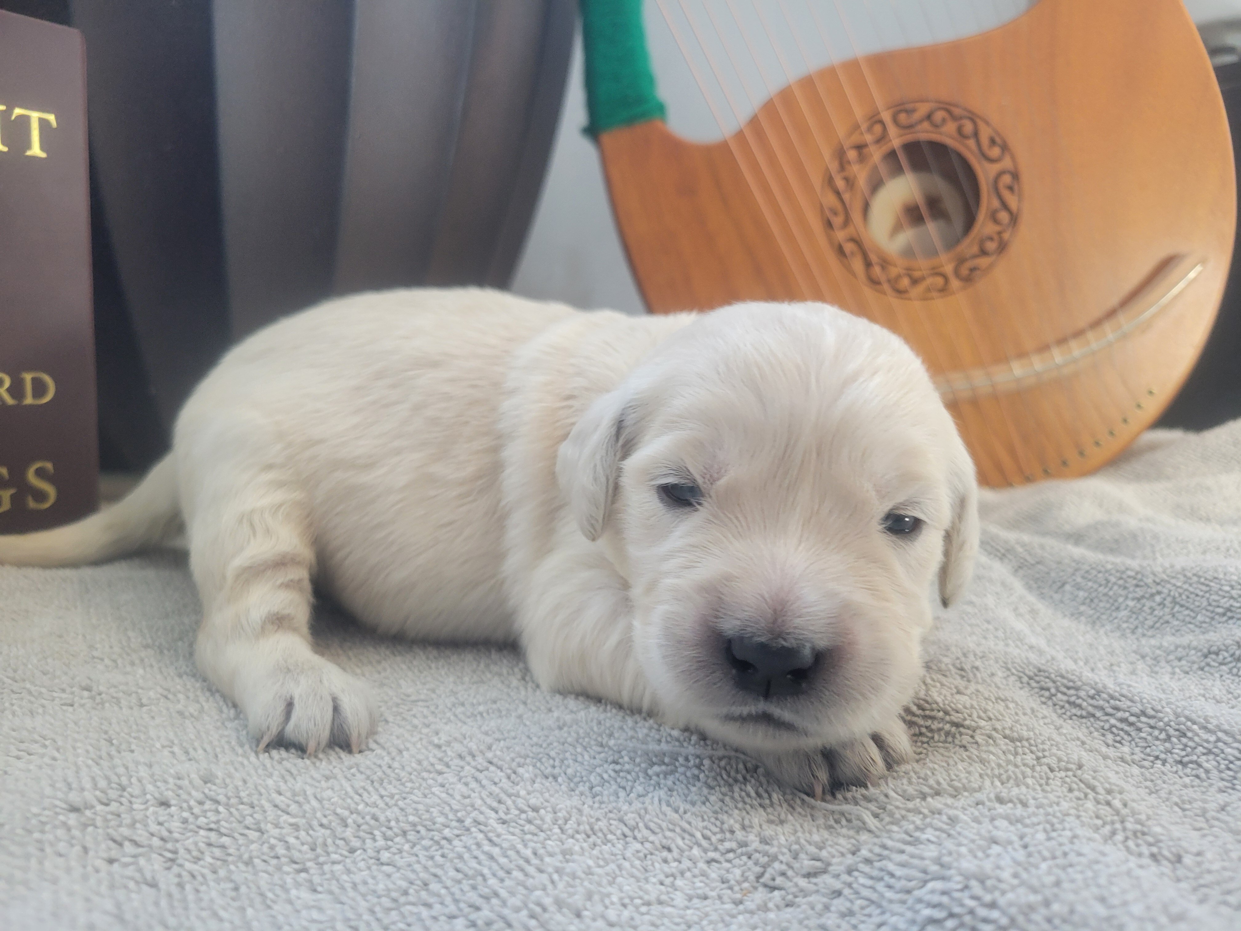 European Golden Retrievers image 3