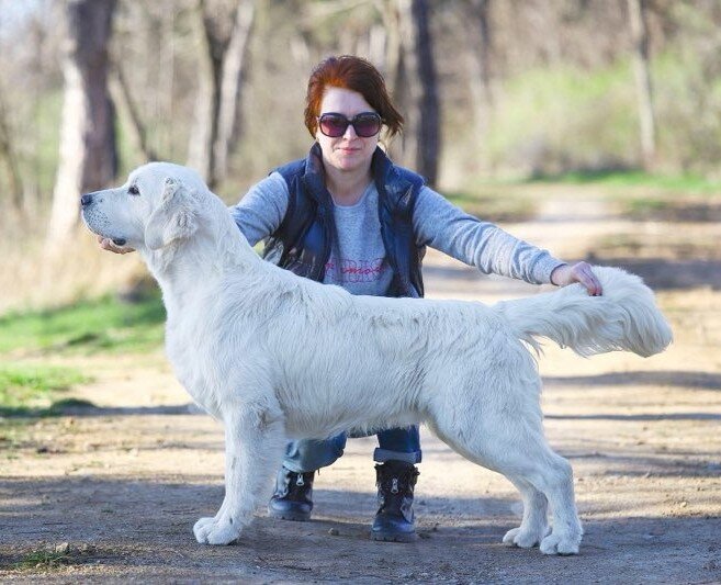 European Golden Retrievers image 4