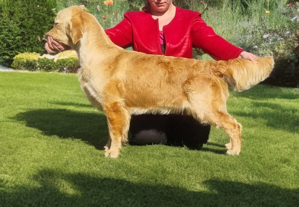 European Golden Retrievers image 5