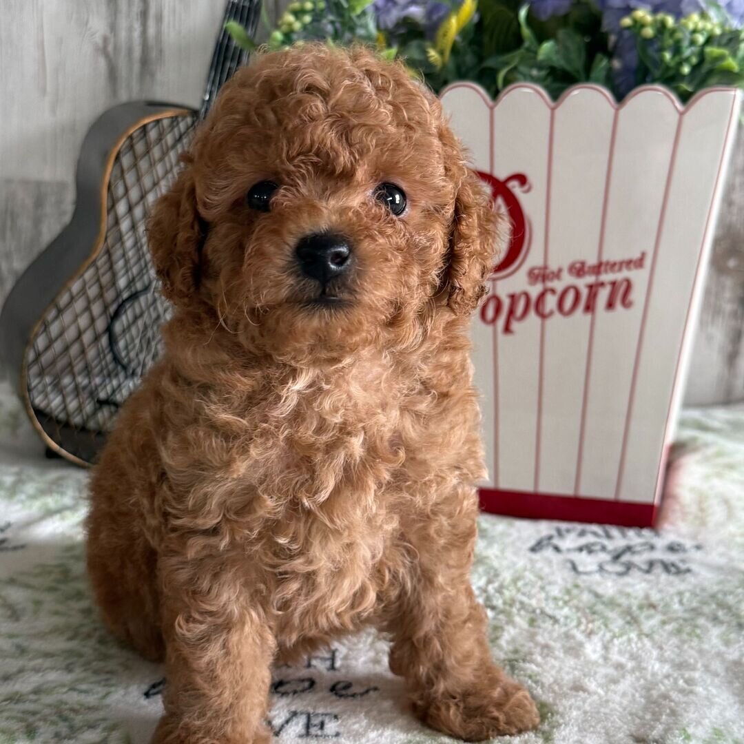 puppies image 2