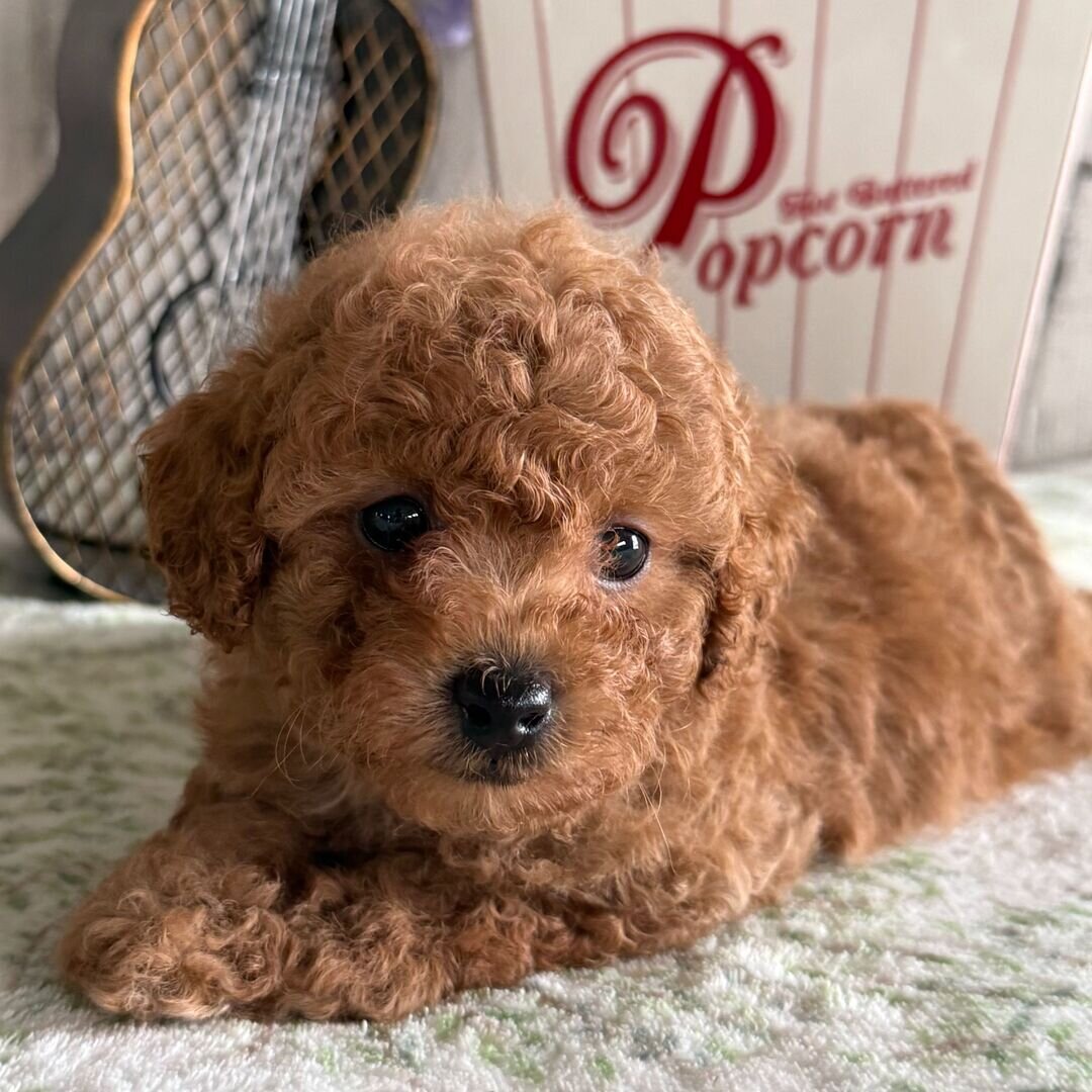 puppies image 3