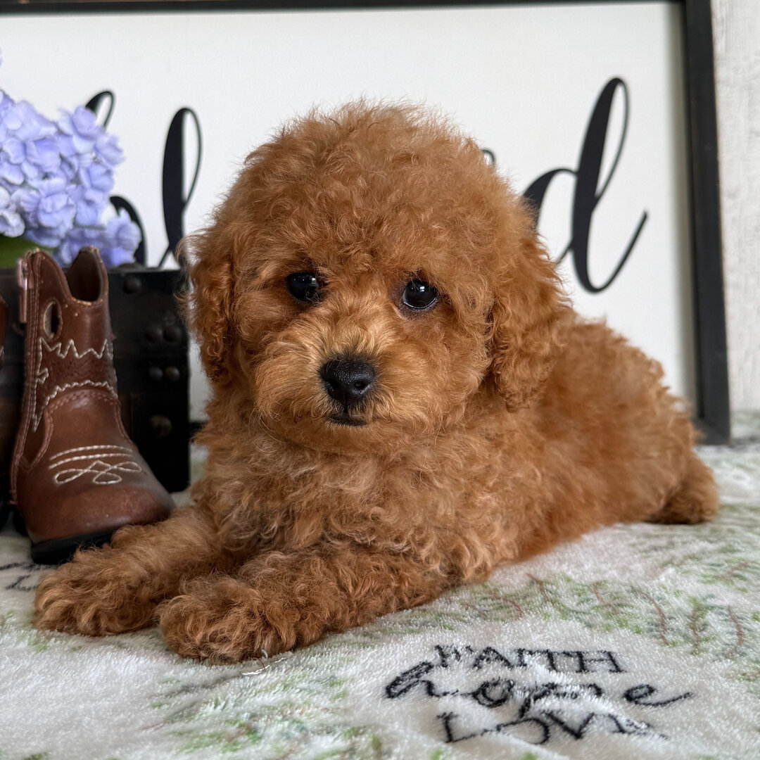 puppies image 5