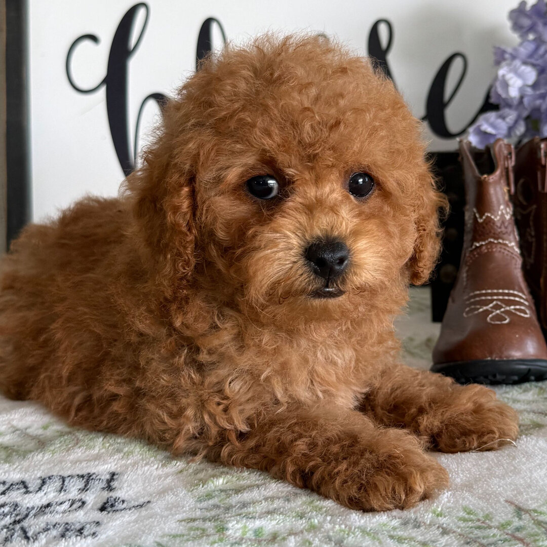 puppies image 6