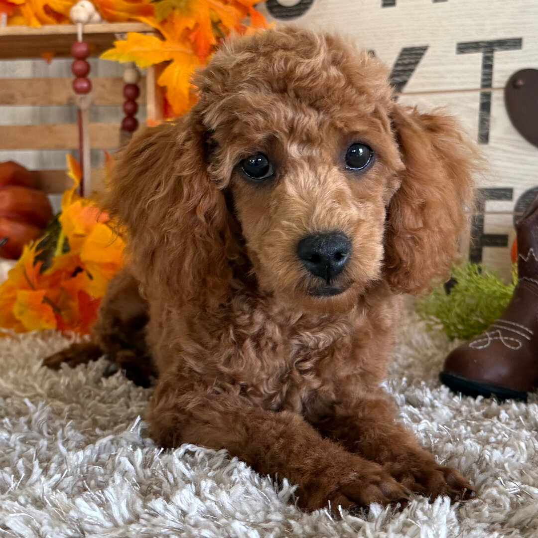 puppies image 8