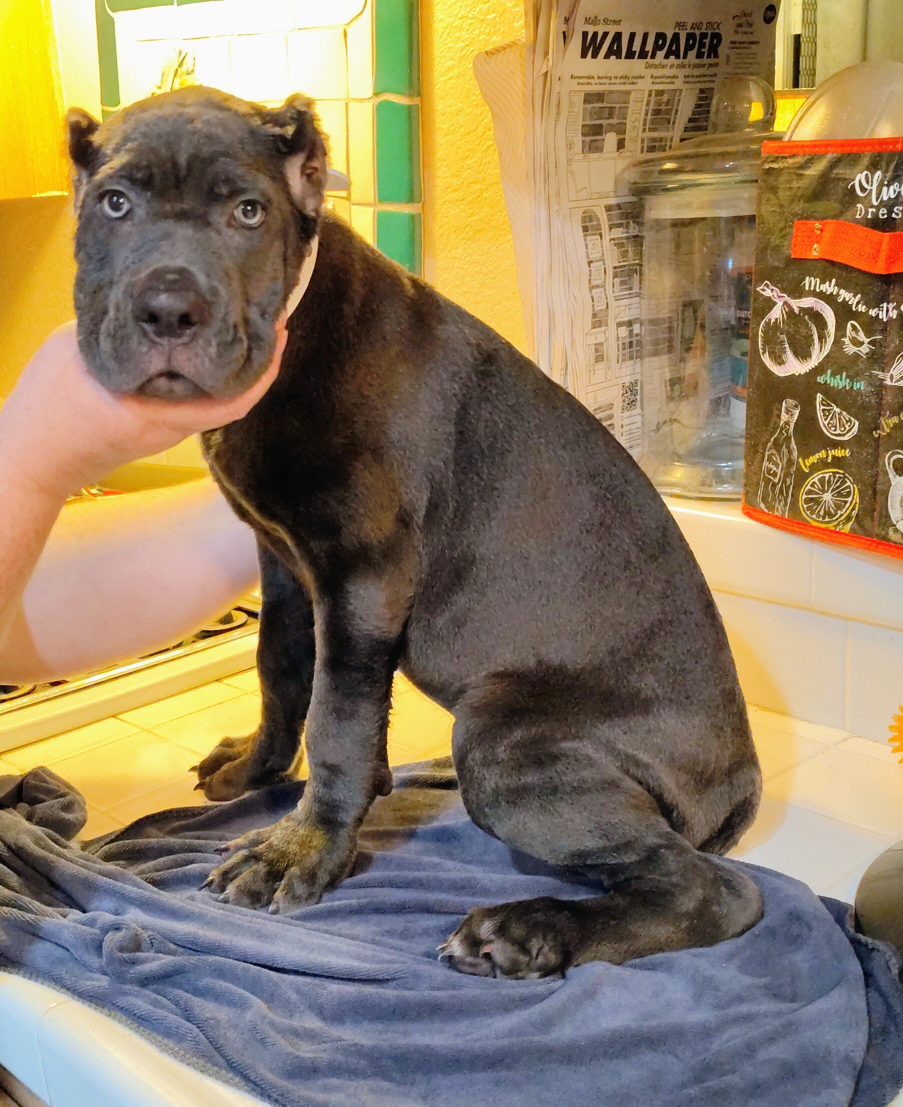 AKC IFCC Cane Corso litter image 2